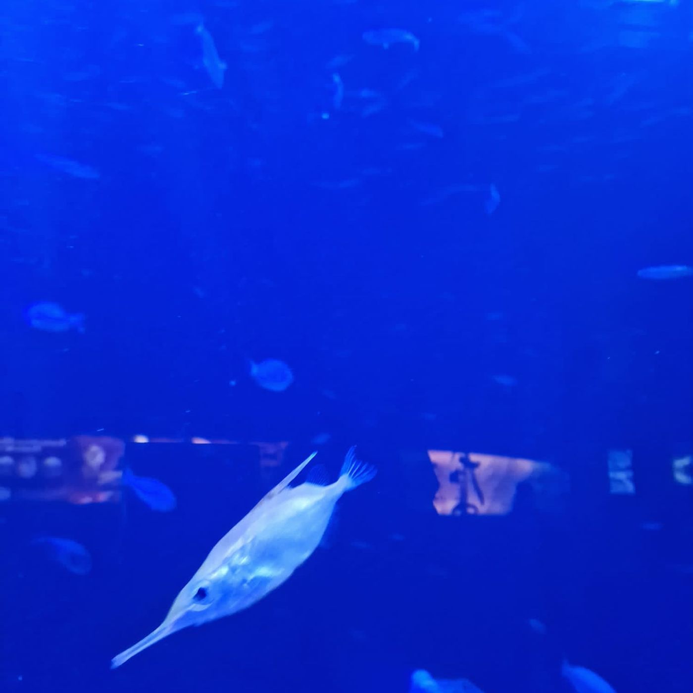 6 cuentos dEl besugo Claudio y Cirilo el tiburón