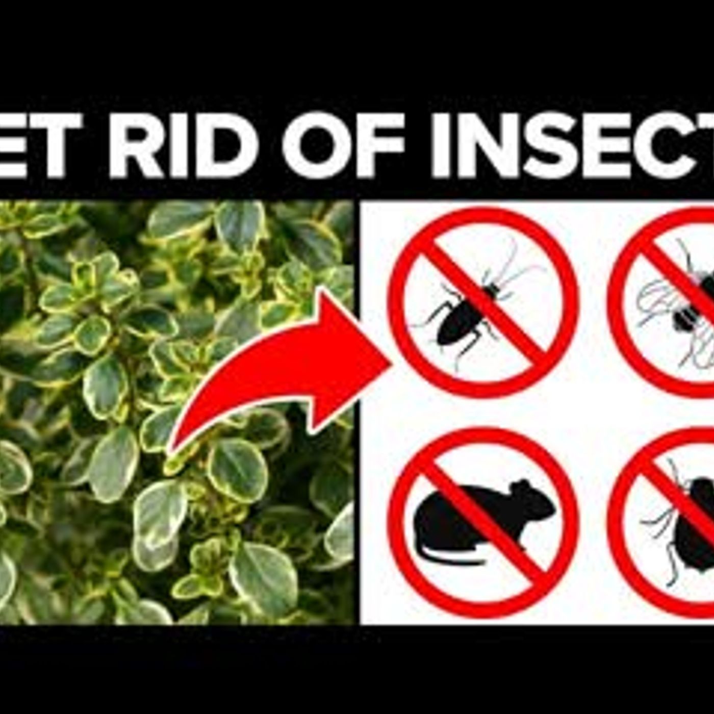 11 Plants To Get Rid Of Bugs, Insects, Mice In Your Home episode artwork