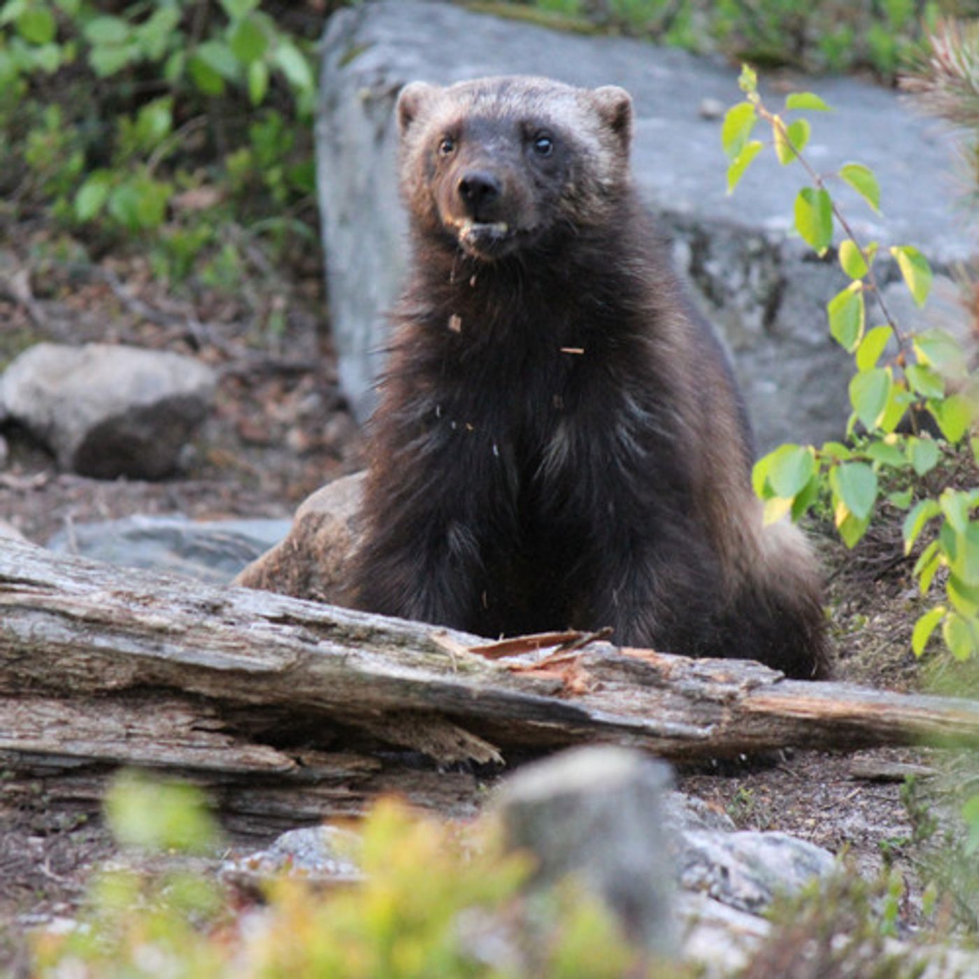 Wolverines Under Consideration For Endangered Species Status episode artwork