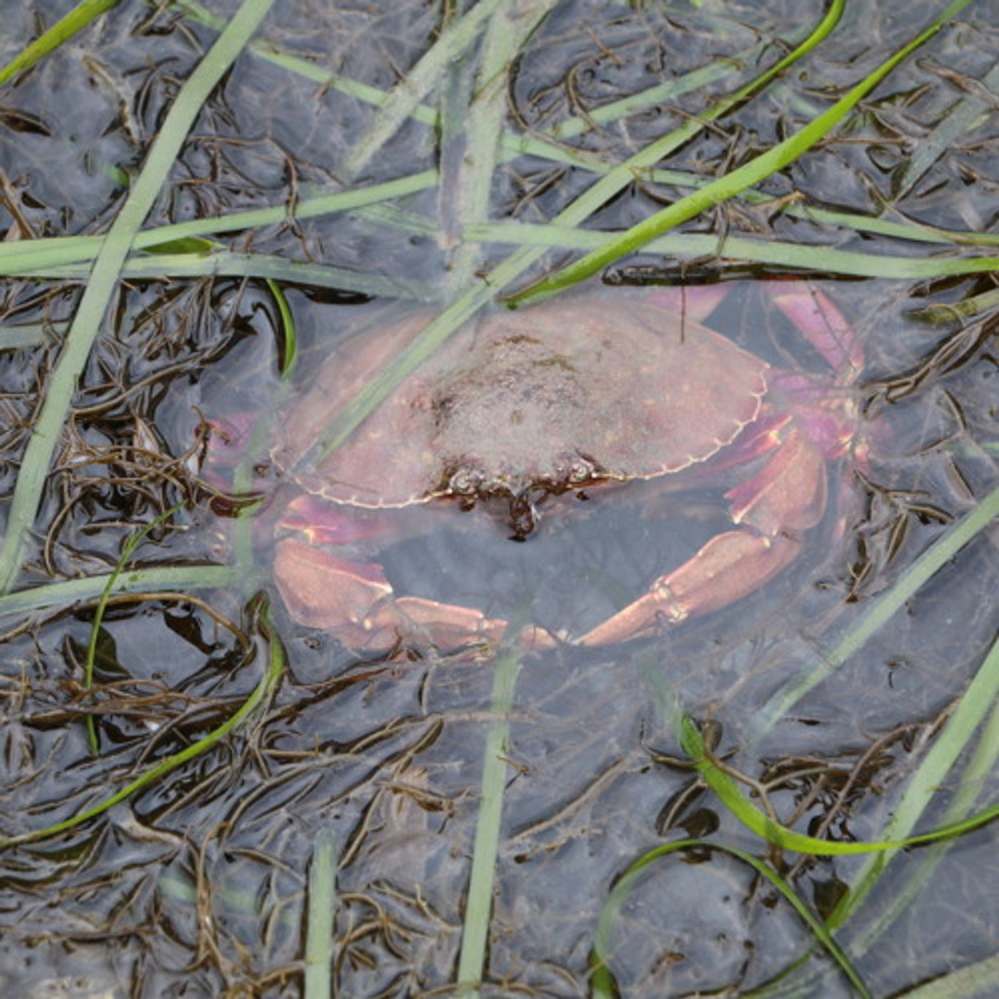 Fish and crabs struggle for oxygen in Hood Canal's depleted waters episode artwork