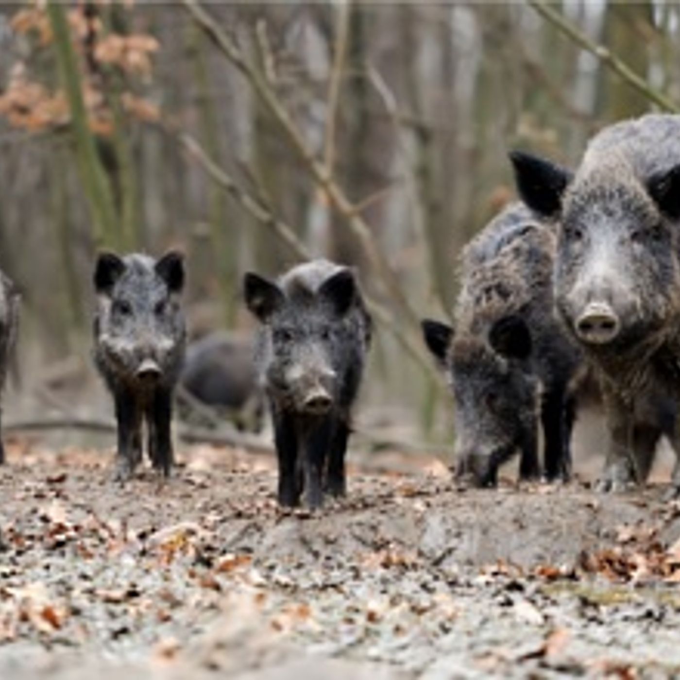 University of Illinois Extension explores invasive wildlife threats