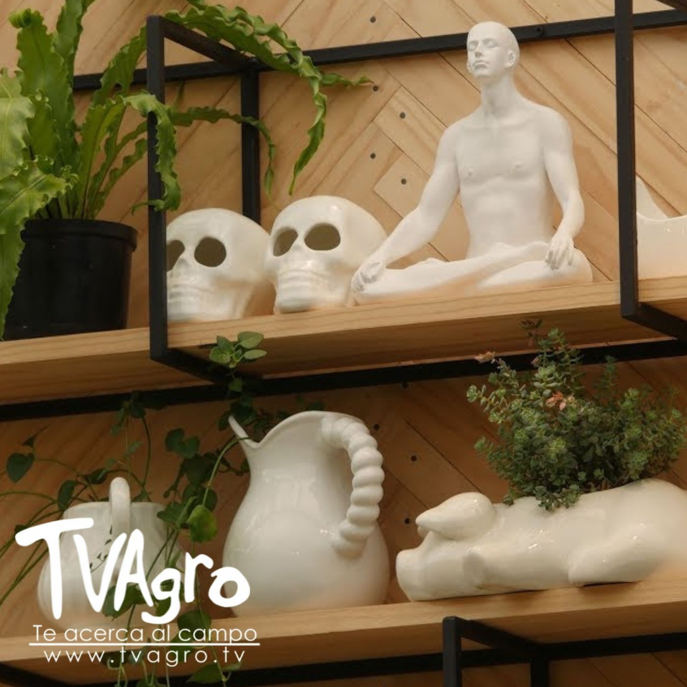 TV AGRO