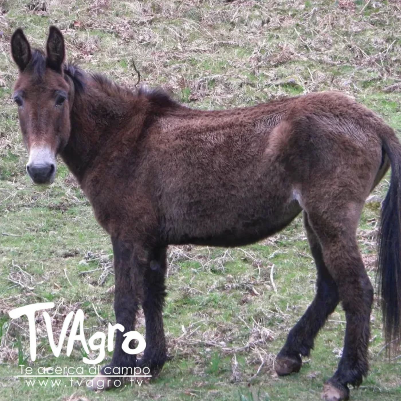 TV AGRO