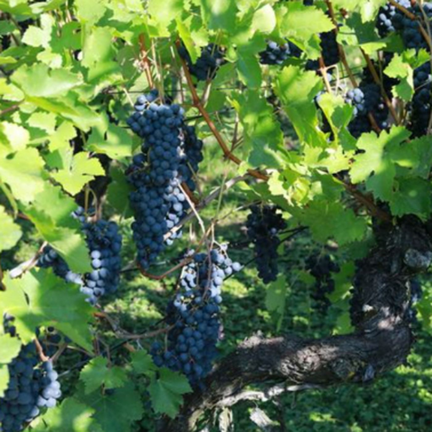 Nebbiolo Red Wine: Uncovering Its Rich Flavors and Beautiful Color episode artwork