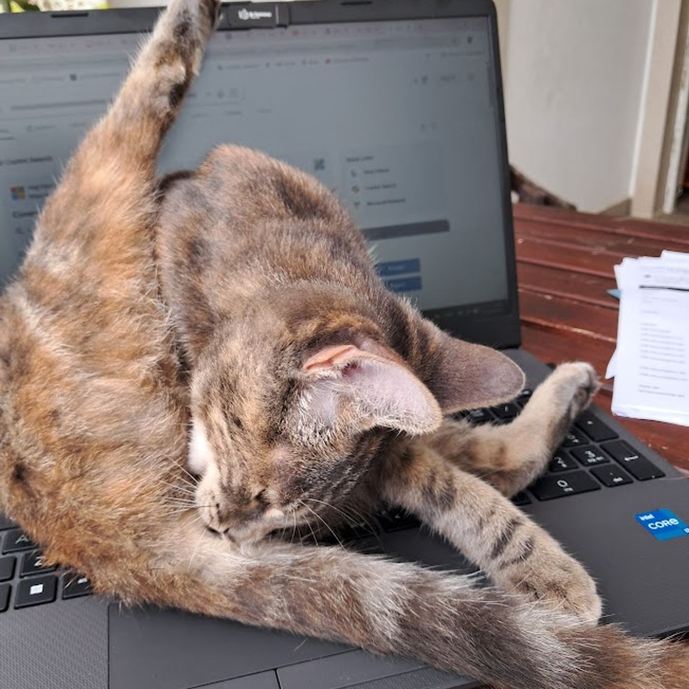 A Cat's On The Laptop! Live Kitchen Antics Unfold on Good Morning Portugal! #cats #livestream