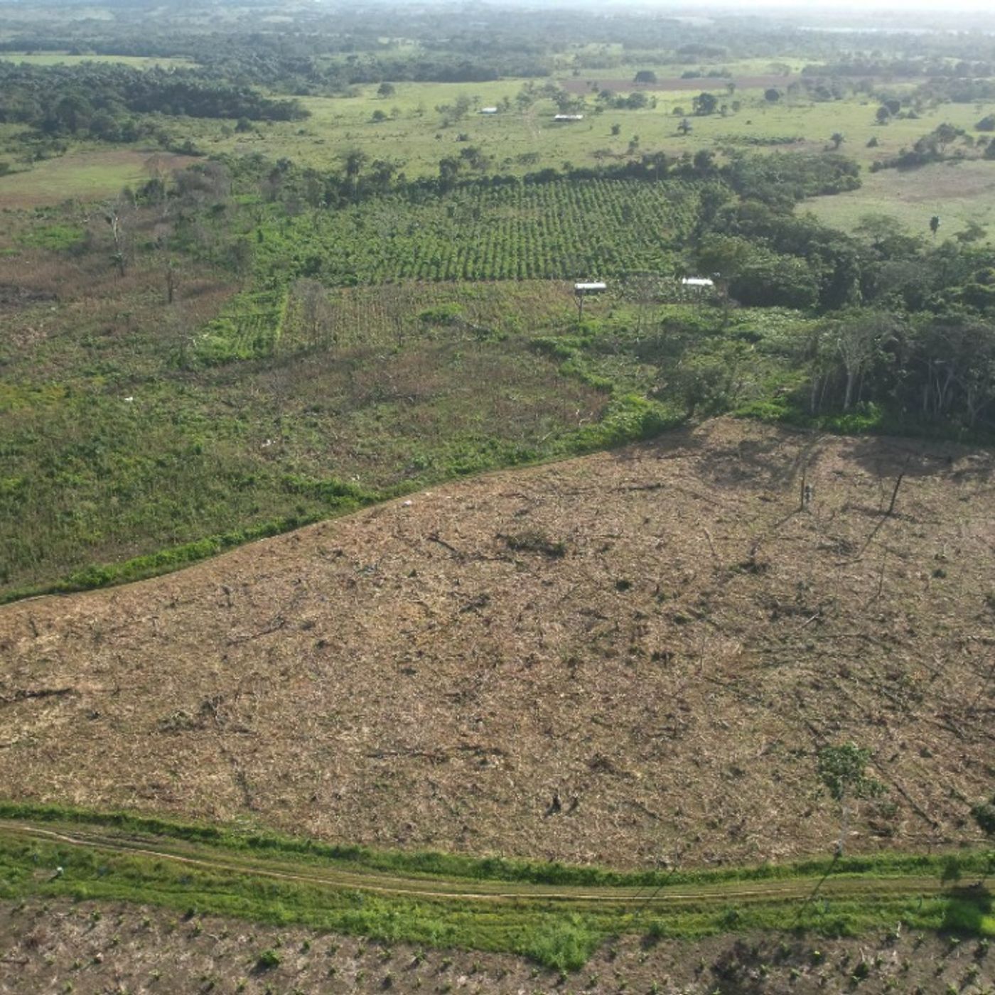 Así suena un bosque deforestado