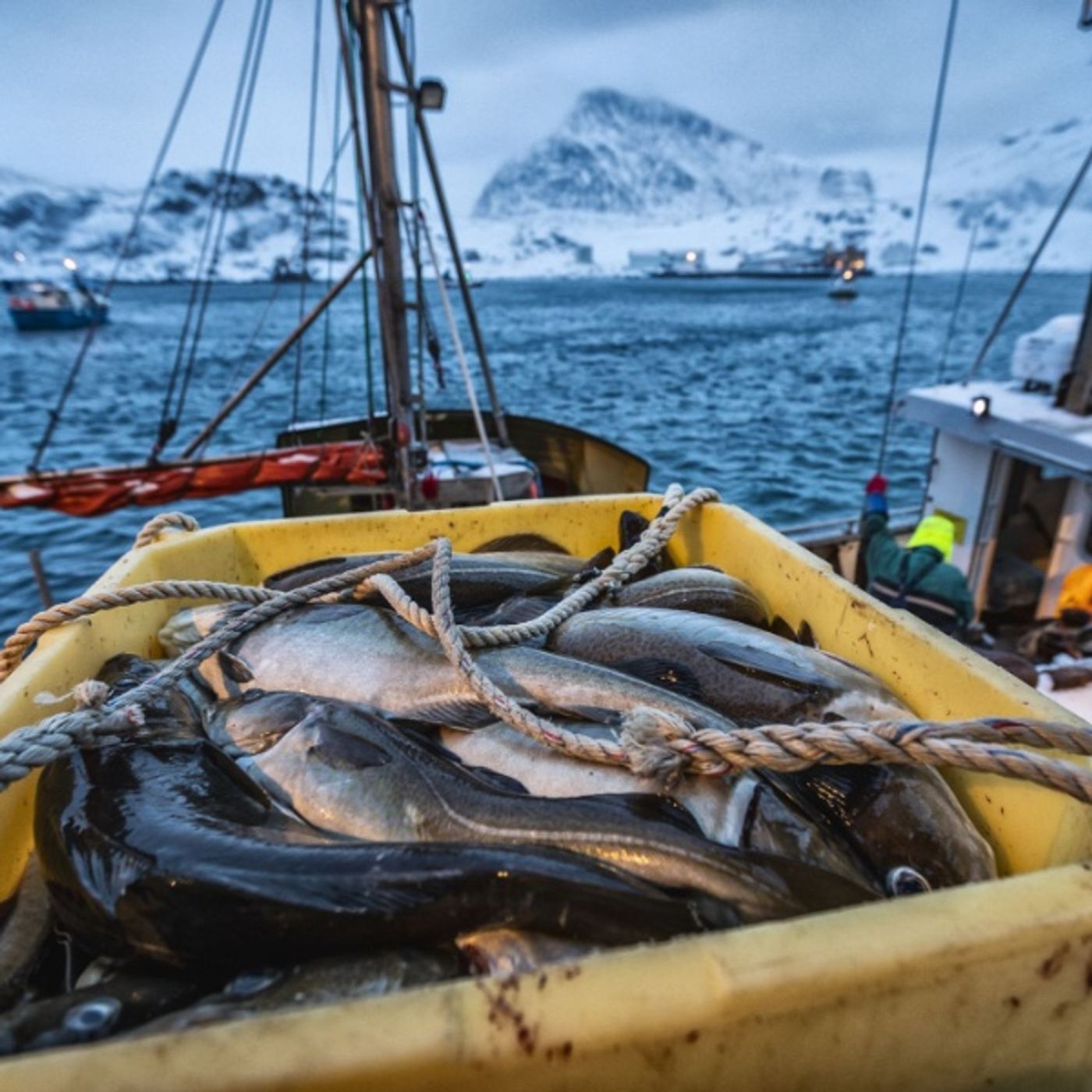 Reportaje | De Noruega a tu plato: el gran viaje del bacalao skrei episode artwork