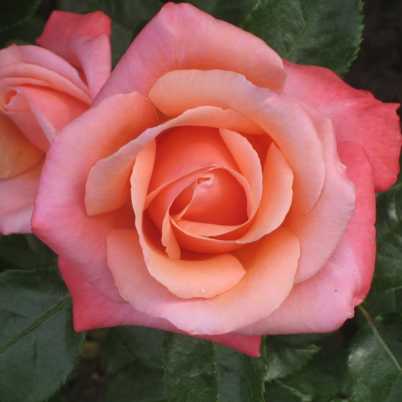 La rosa eterna