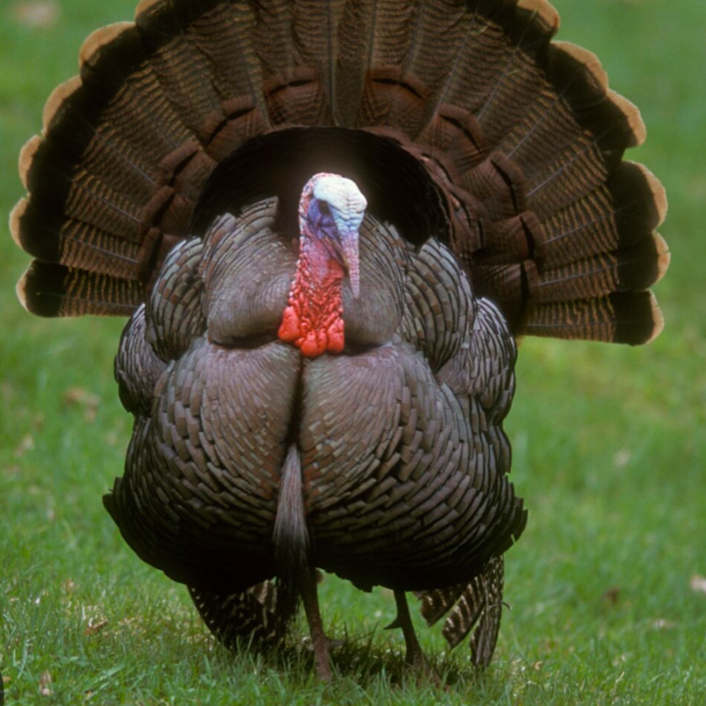 What's Your Favorite Thanksgiving Food?