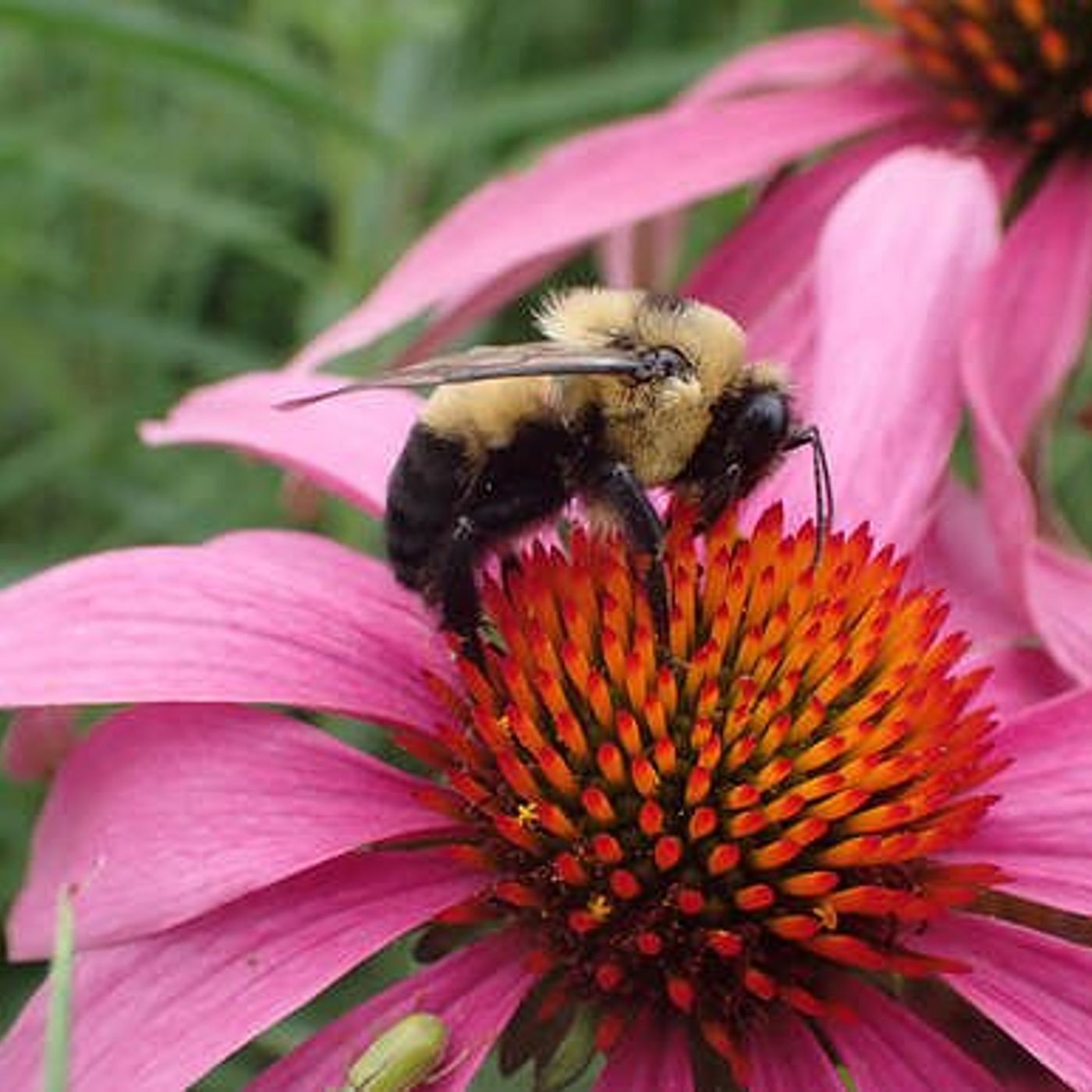 U of I Extension teaches kids about native bees, pollinators episode artwork