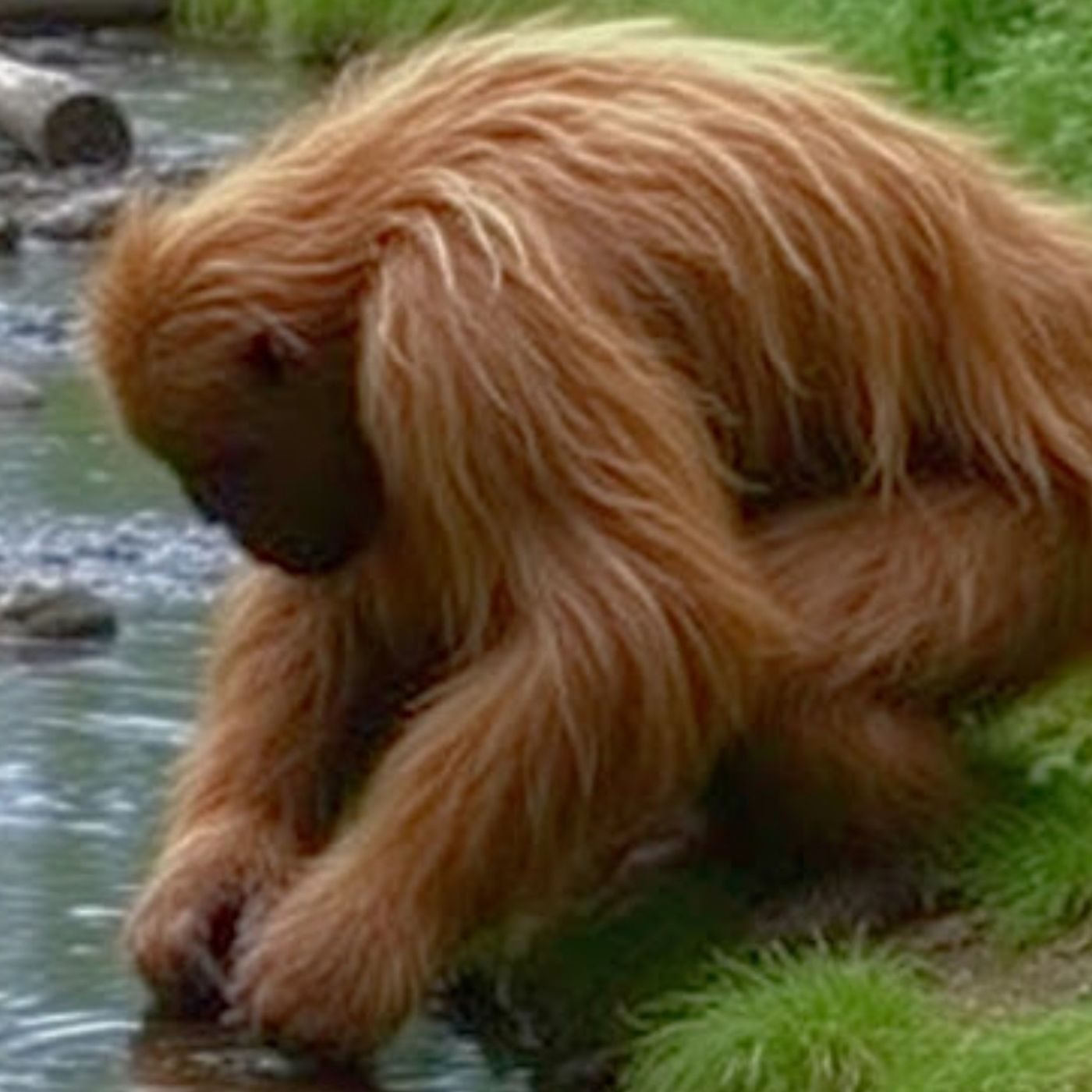 S63E5: Could There Still Be Creatures Like The Loch Ness Monster And Bigfoot Yet To Be Discovered