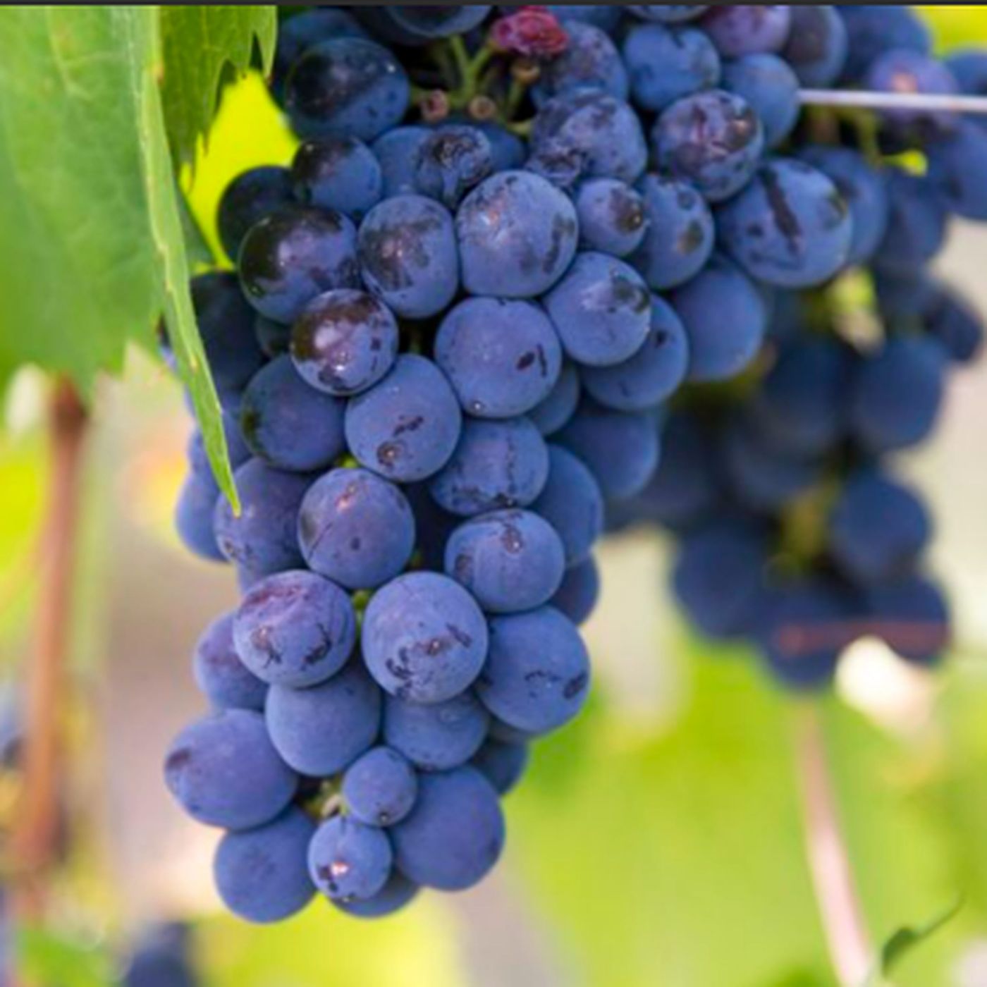 Discover the Bold Taste of Grenache Noir Wine: Color, Body & Tannin episode artwork
