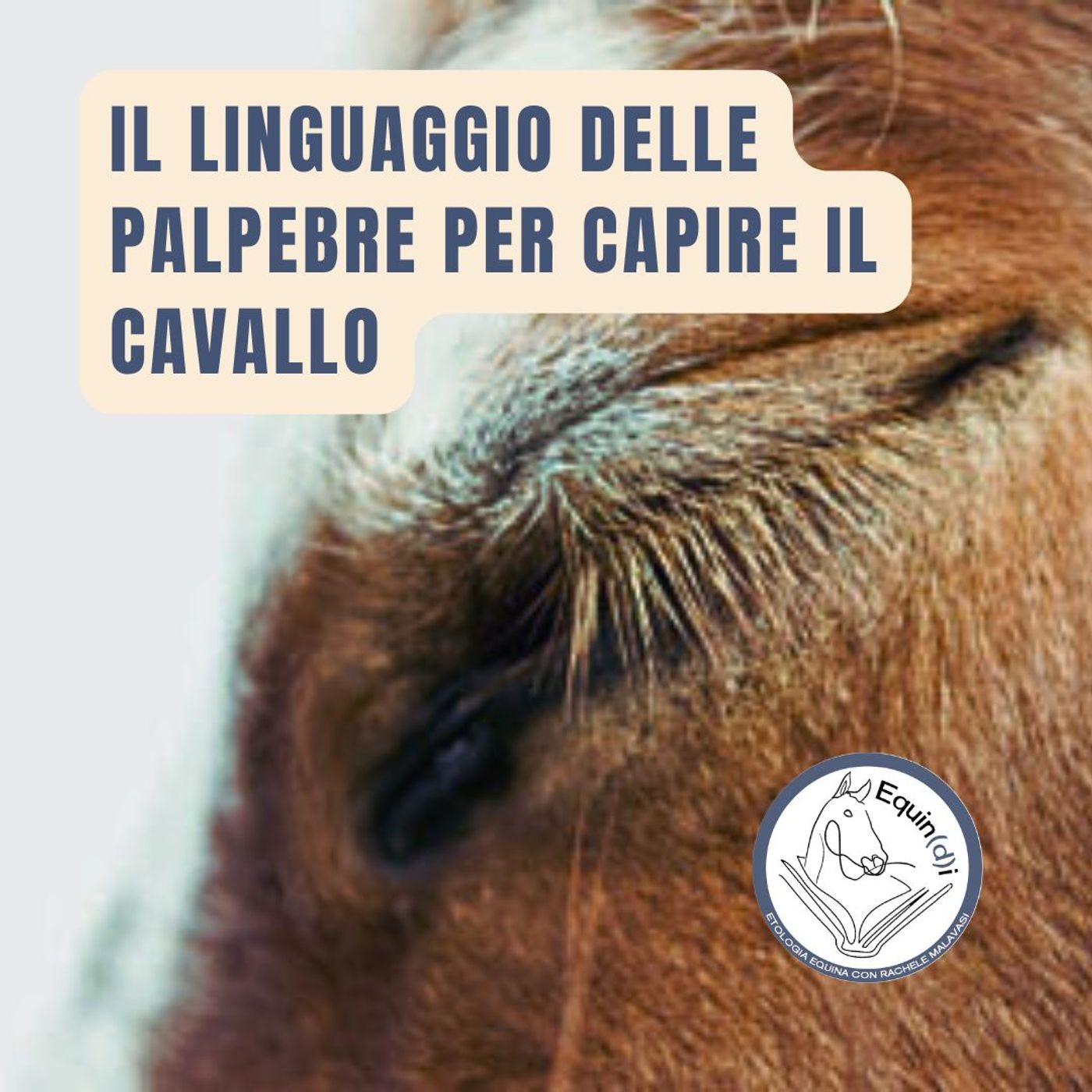 Etologia Equina, il comportamento del cavallo