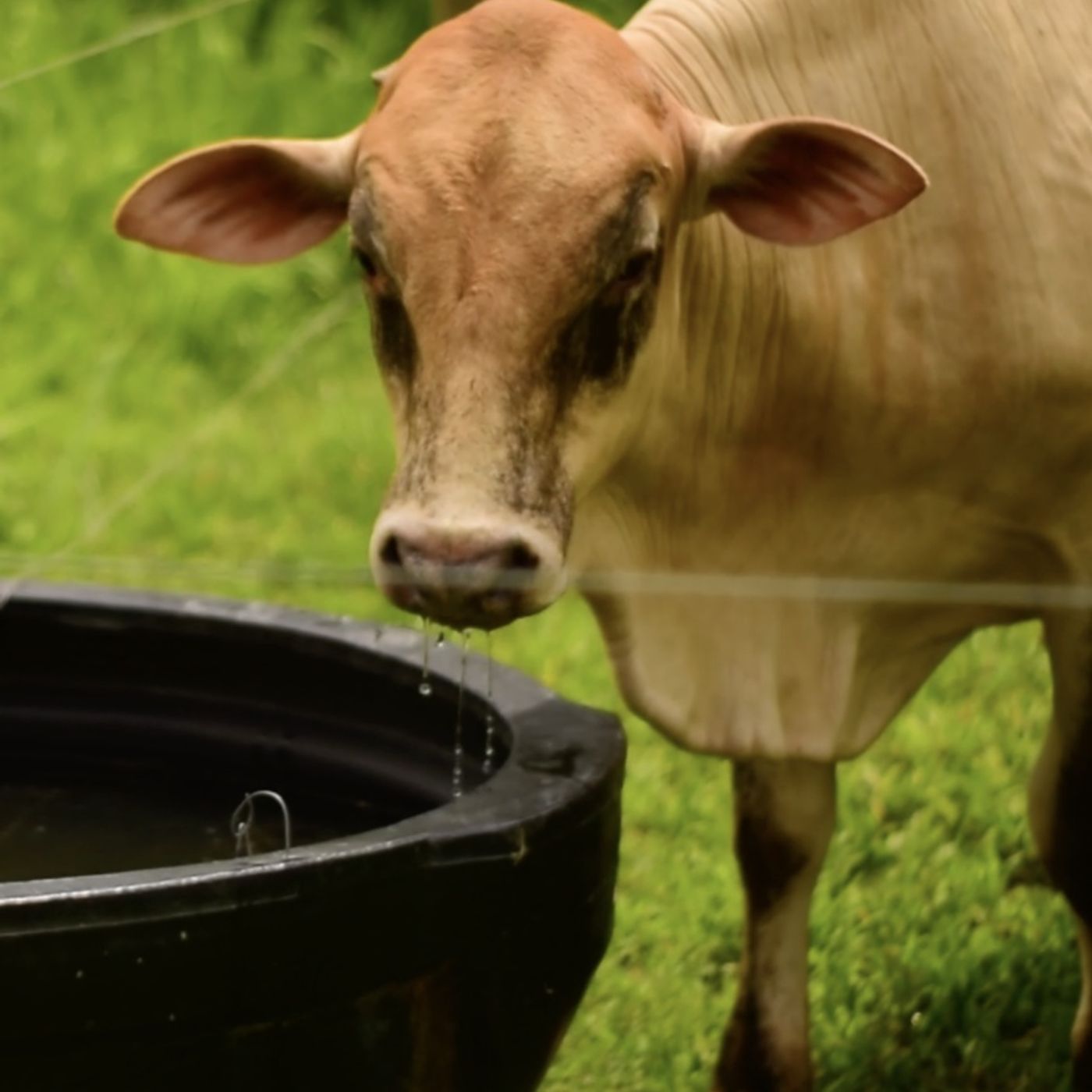 Audiolibro ModeloProductivo Carne Bovina