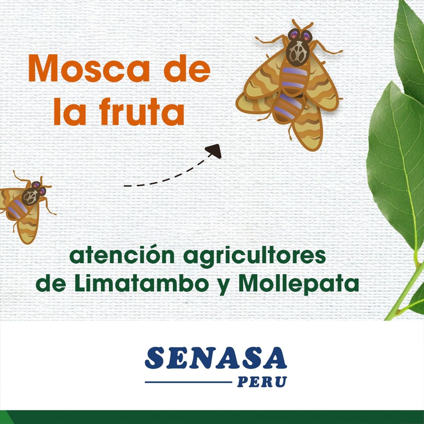 📻🪰 21/07/26 - participan representantes del SENASA, sobre la mosca de la fruta en Limatambo y Mollepata