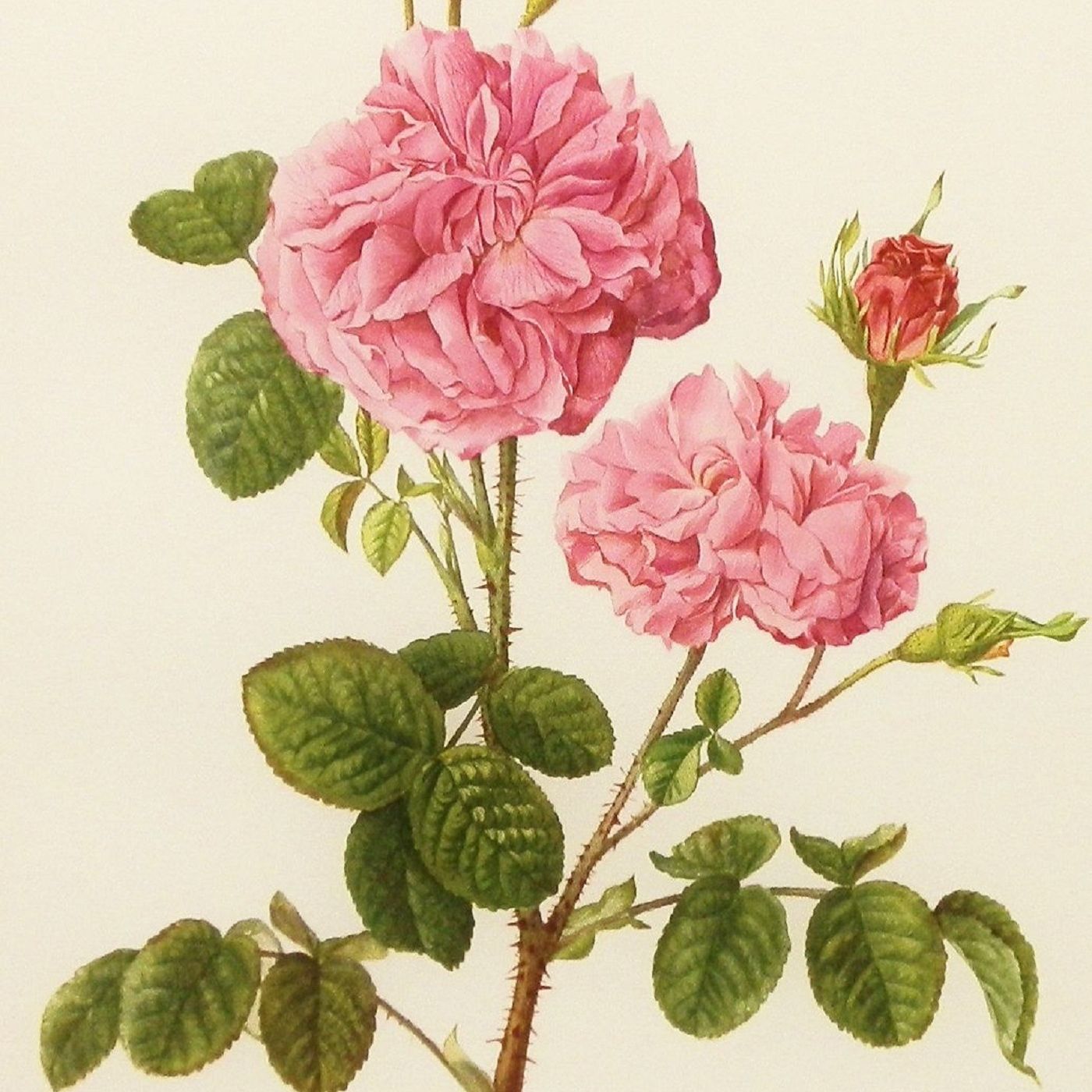 Show 256: Rose