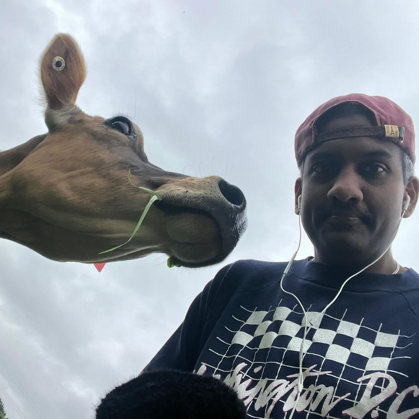 Raw milk is having a mooment episode artwork