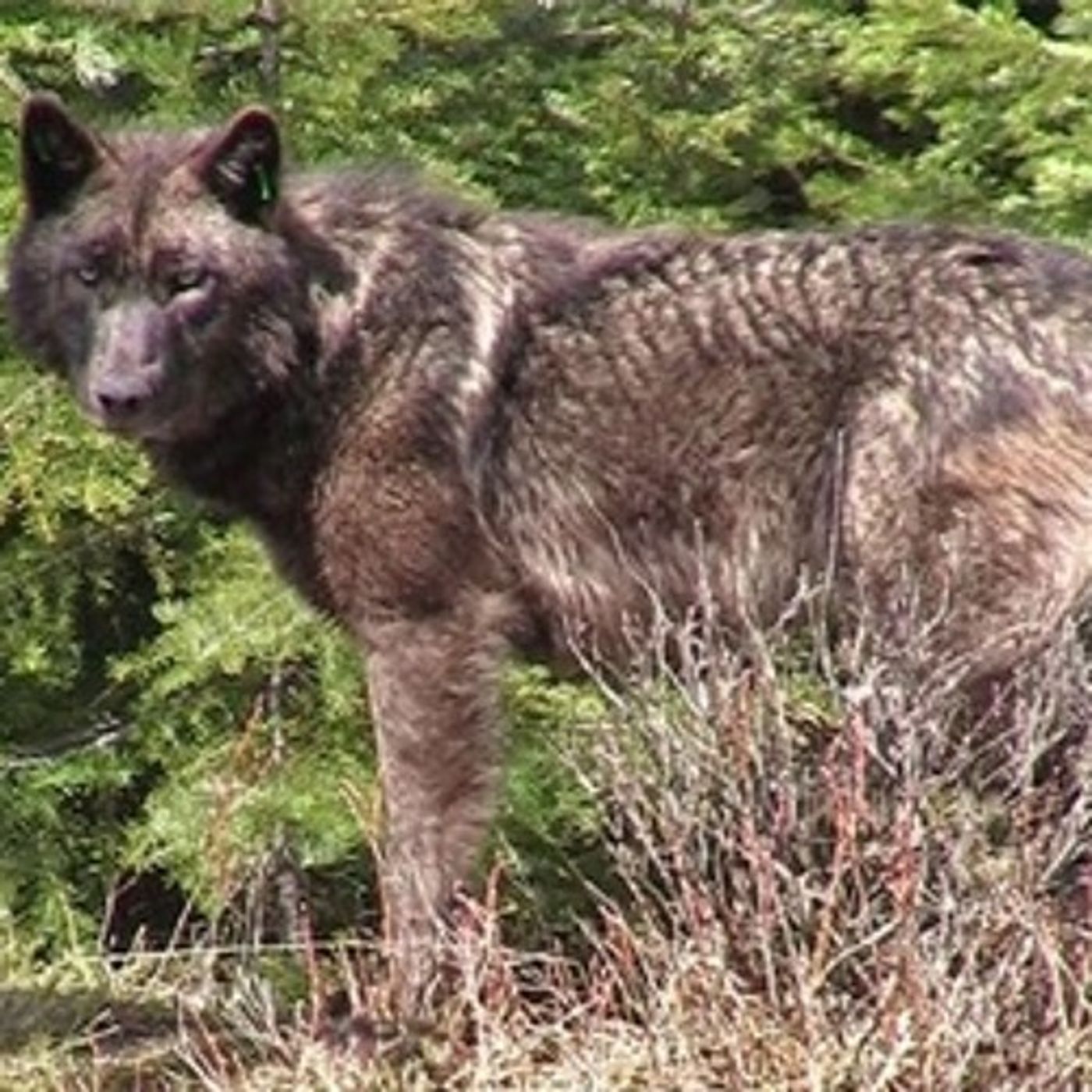 Two New Wolf Packs Identified In Oregon episode artwork
