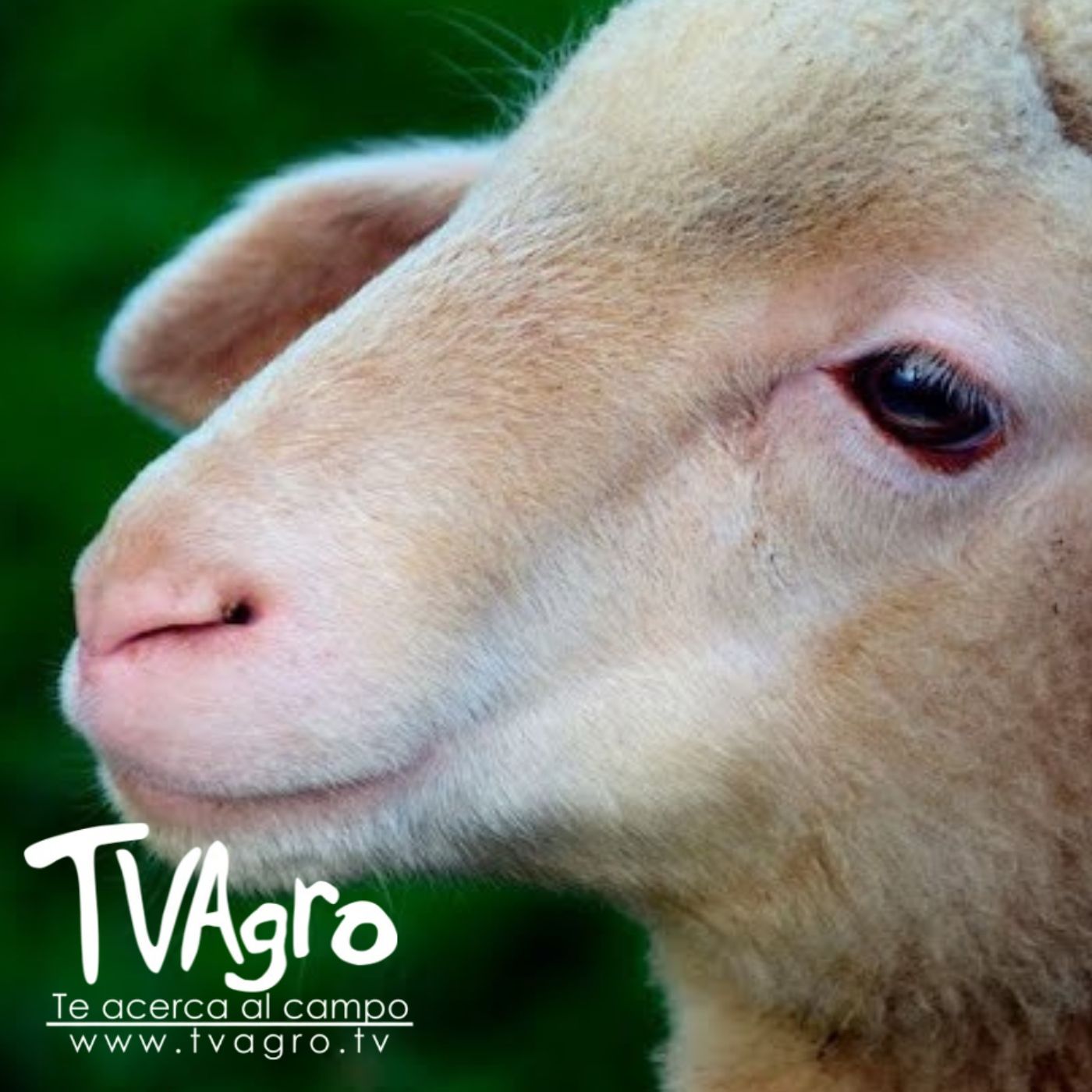 TV AGRO