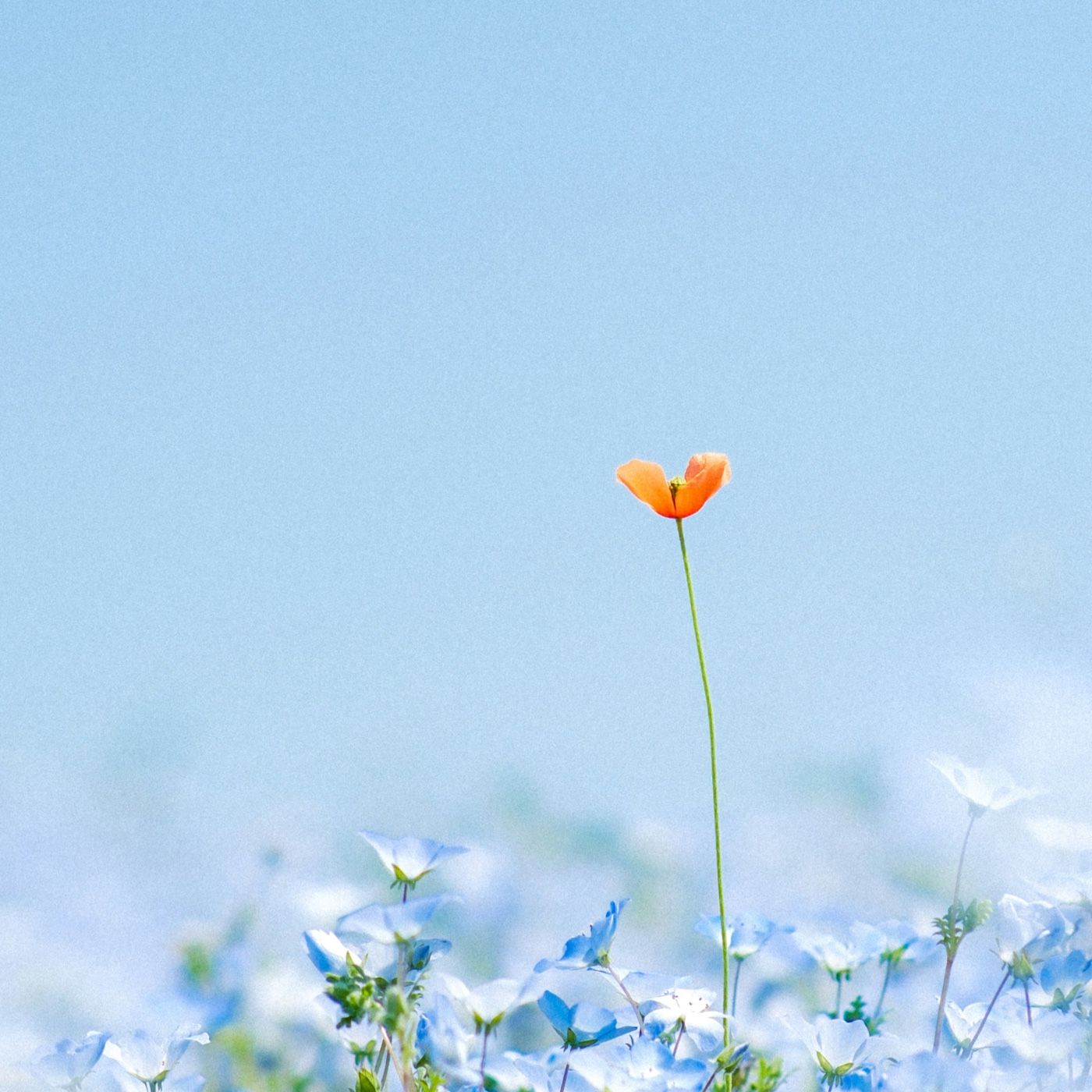 Mindfulness: What Else?