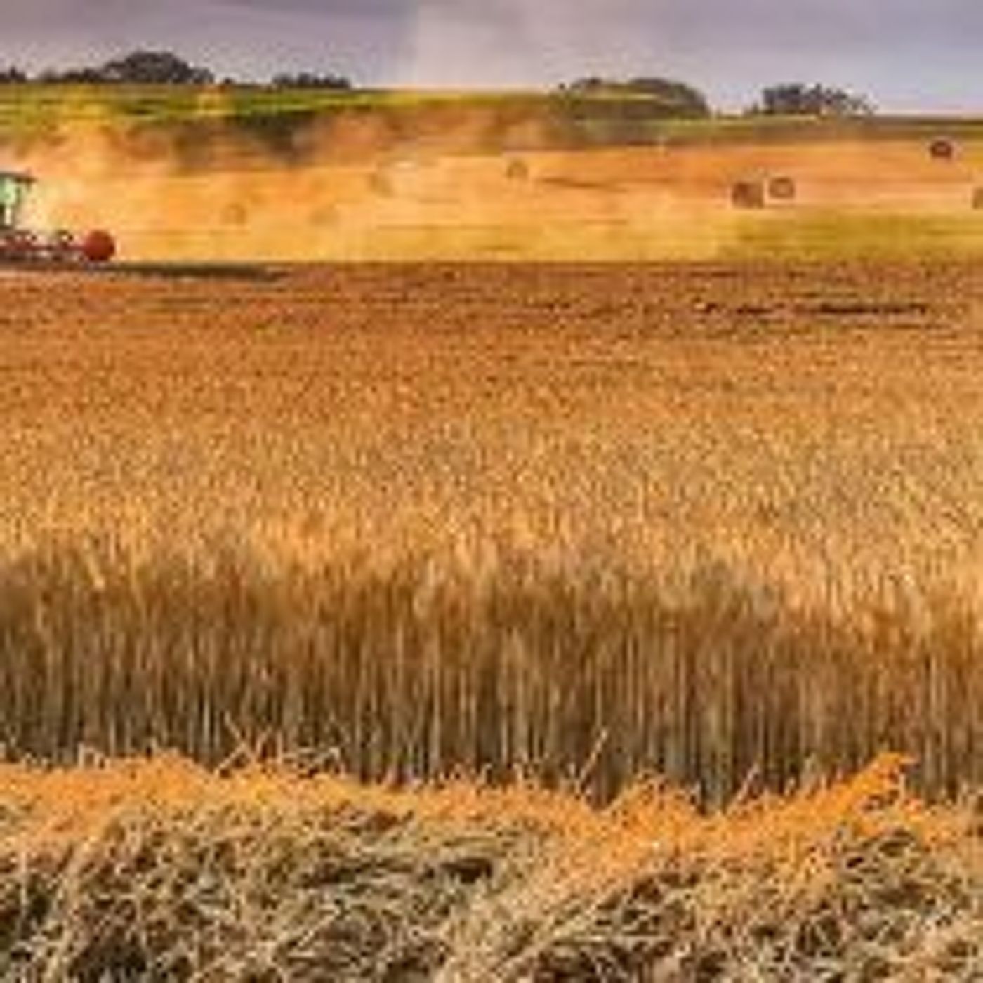 Dry growing season in Alberta ends with a touch of rain in some parts episode artwork