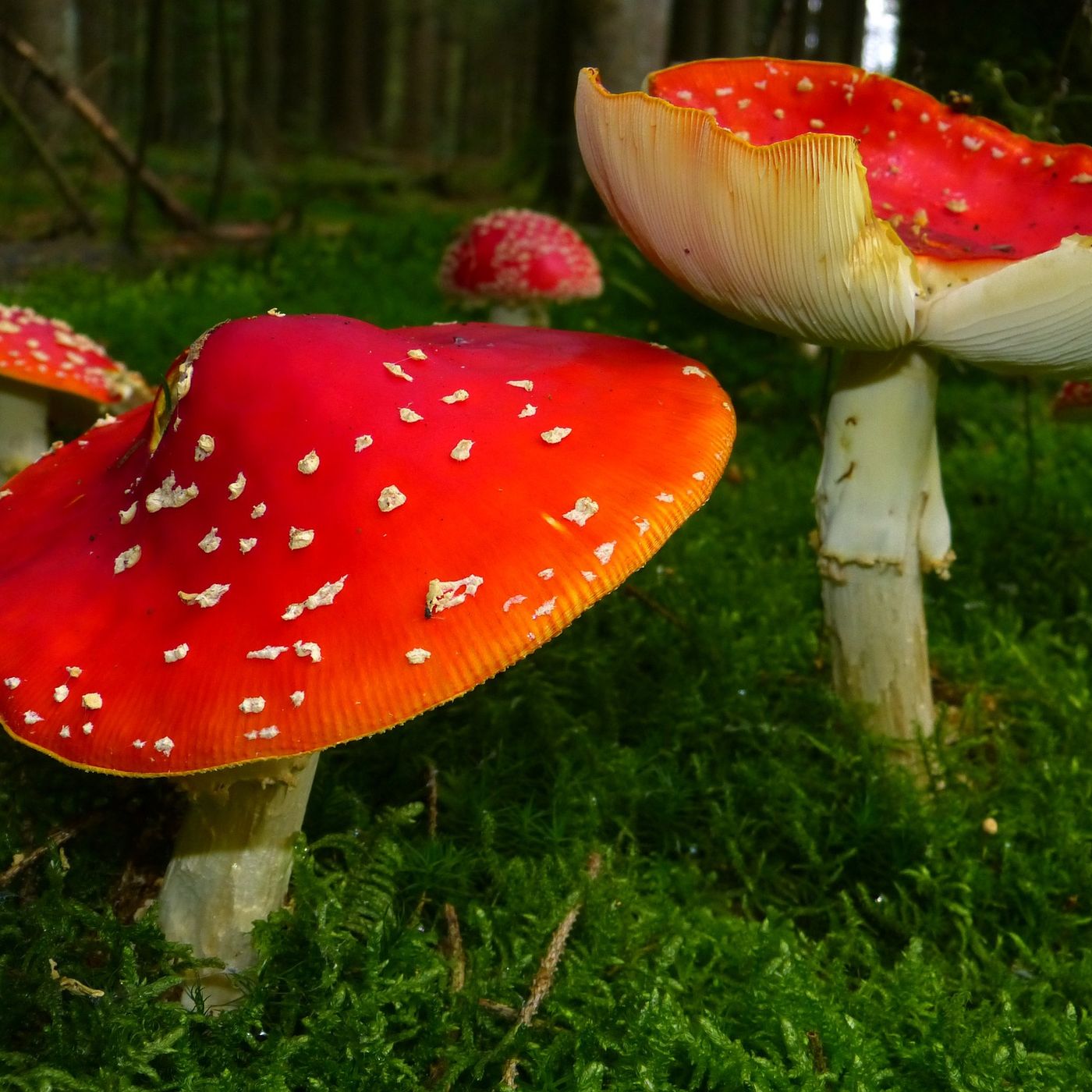 Utilizzo dei funghi non solo in cucina episode artwork