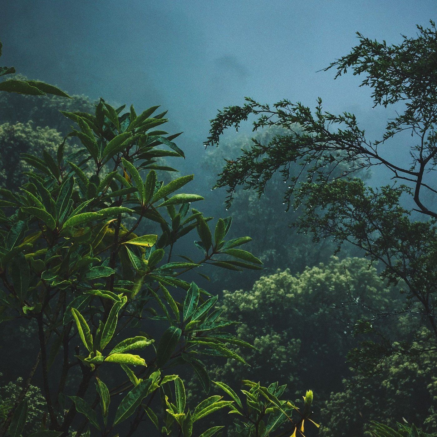 Thailand Night Jungle - 10 Hours Sleep Sound episode artwork
