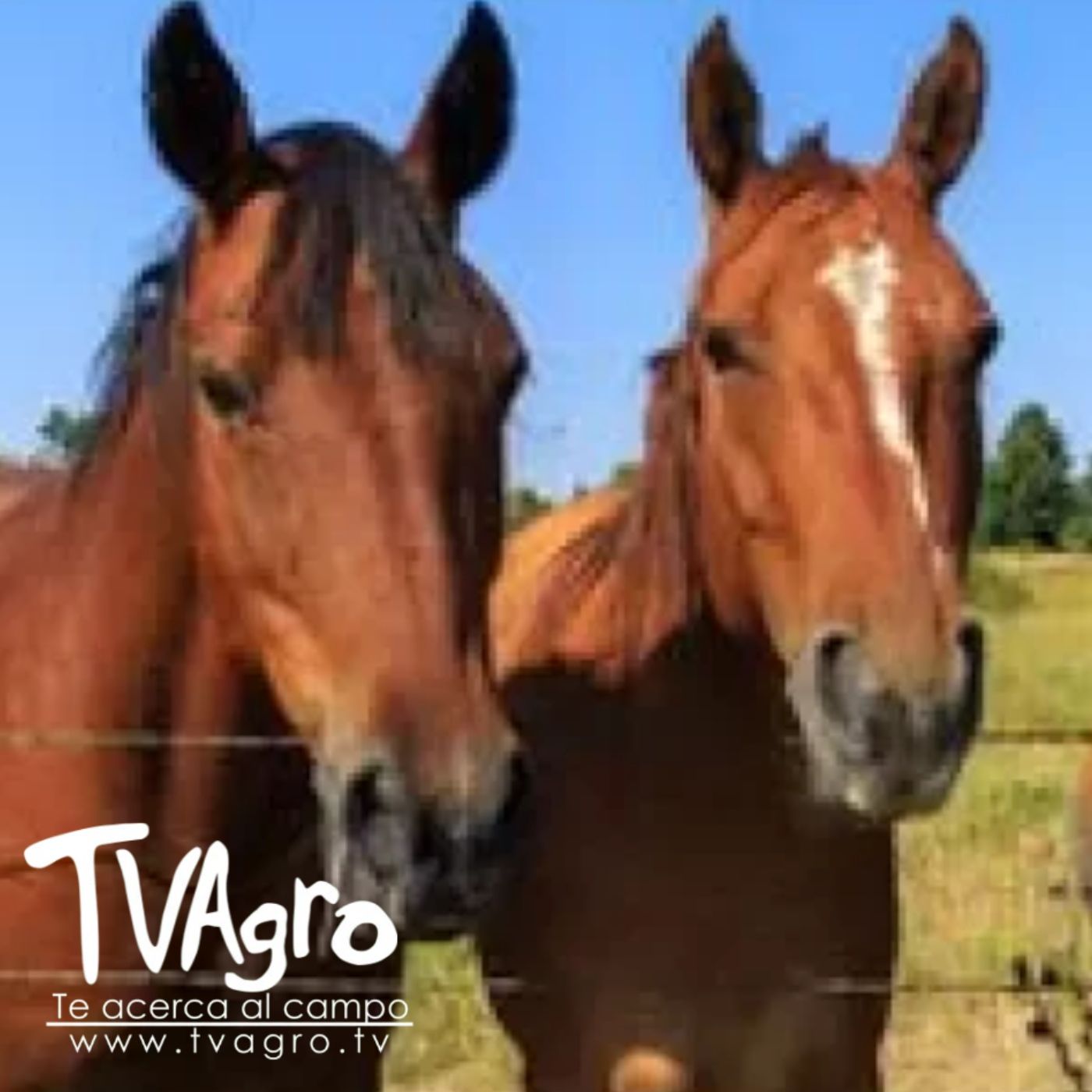TV AGRO