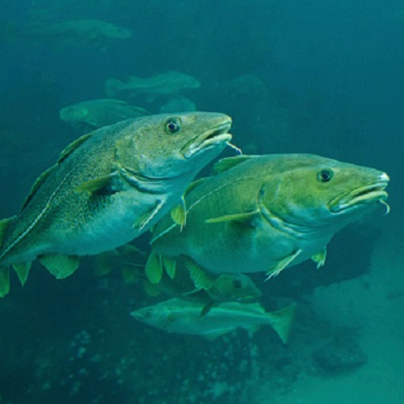 A fish connected to the mob (Joke of the Day) episode artwork