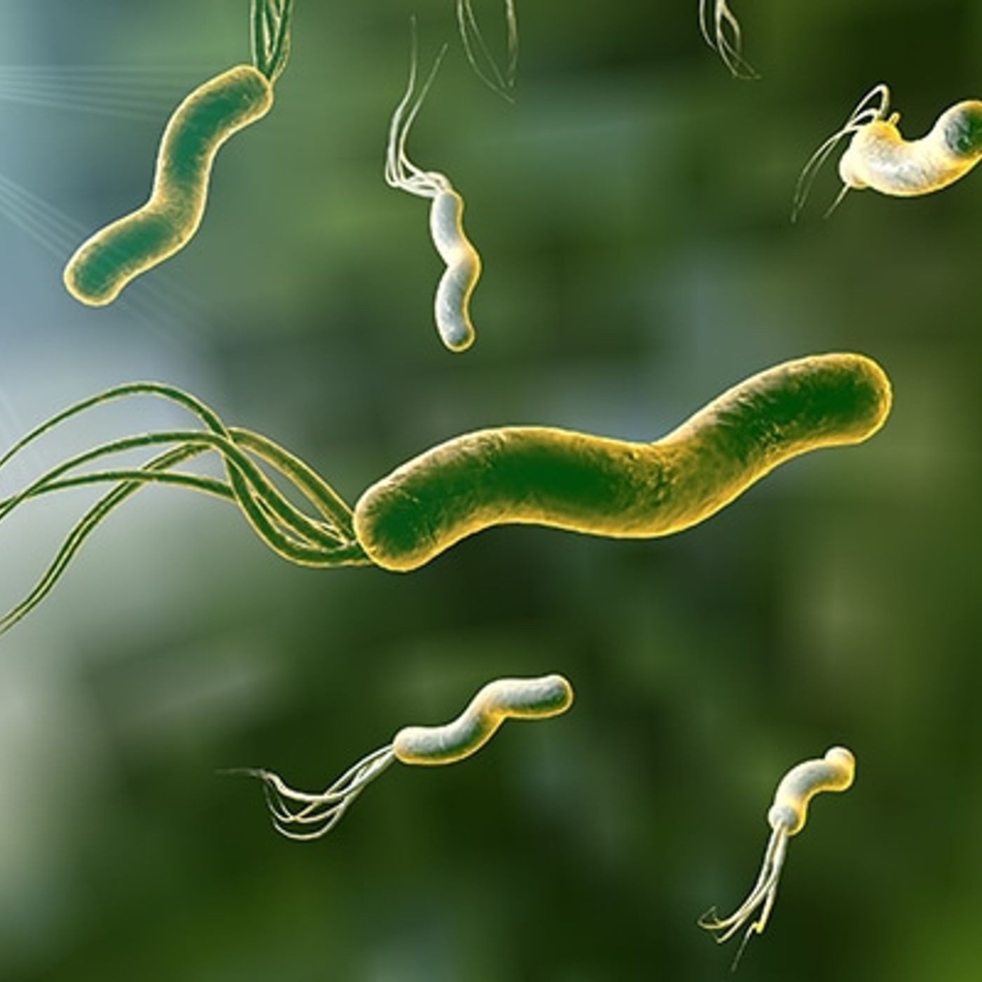 Enfermedades del Sistema Digestivo: Helicobacter pylori