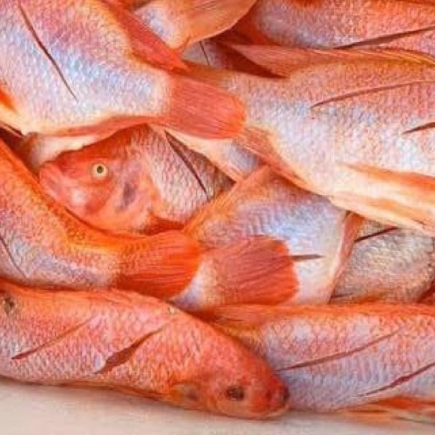 Podcast de la  Caficultura