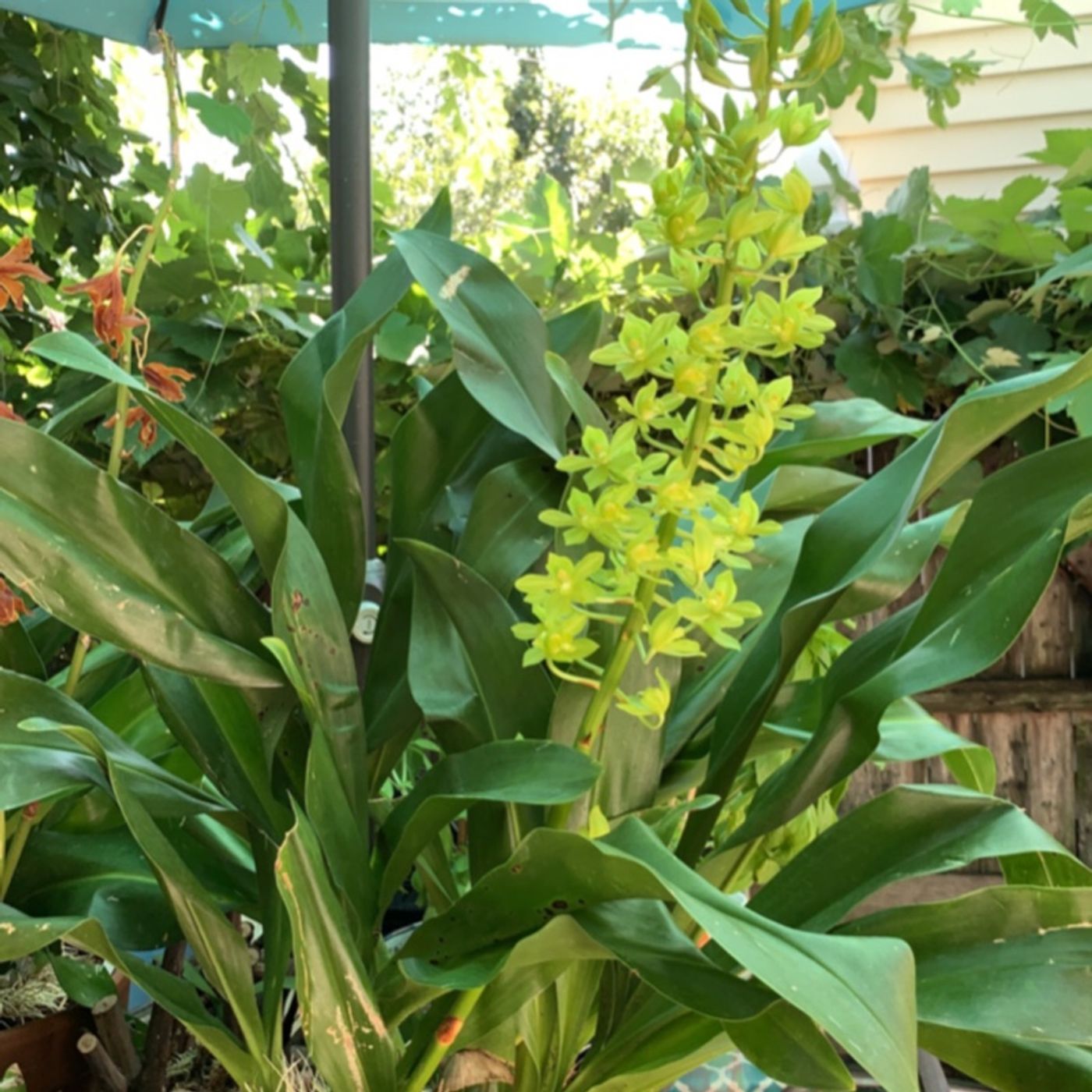 Episode 7 - Orchid Chat With Dr Connors