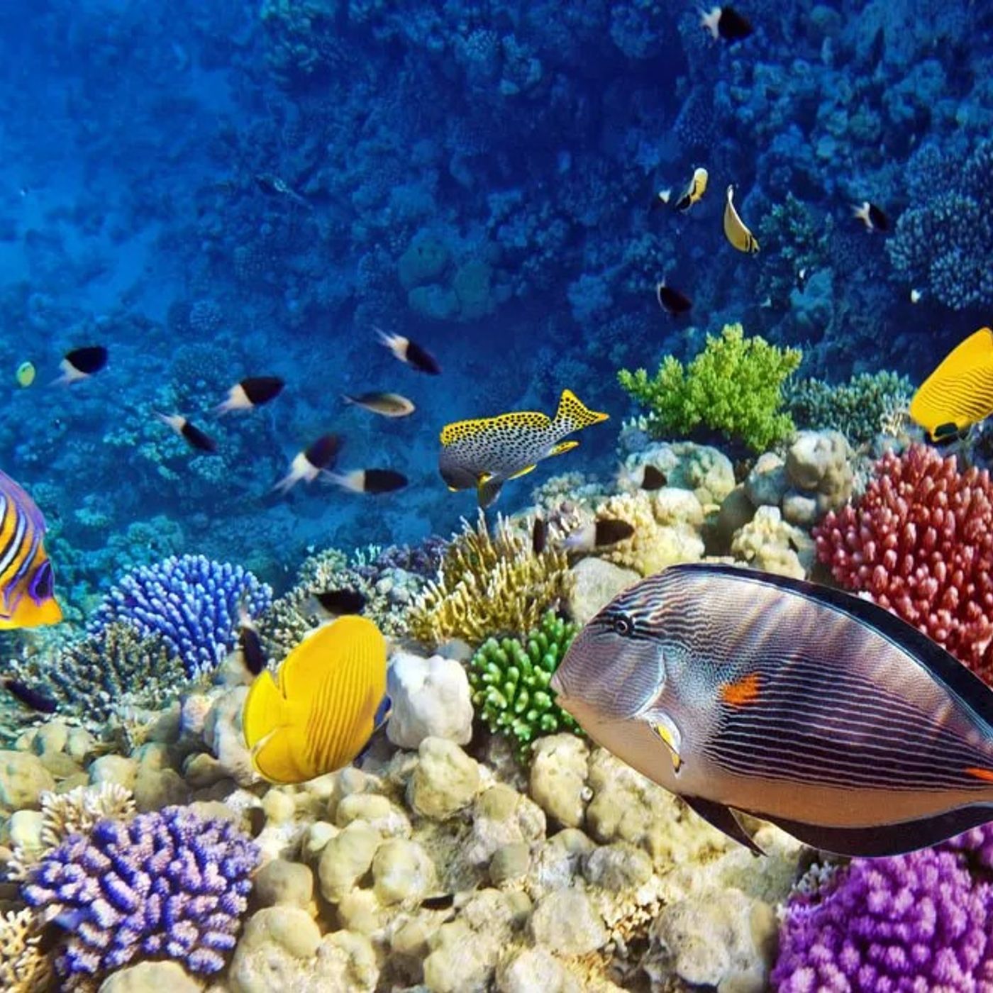 Red Sea in Egypt podcast artwork