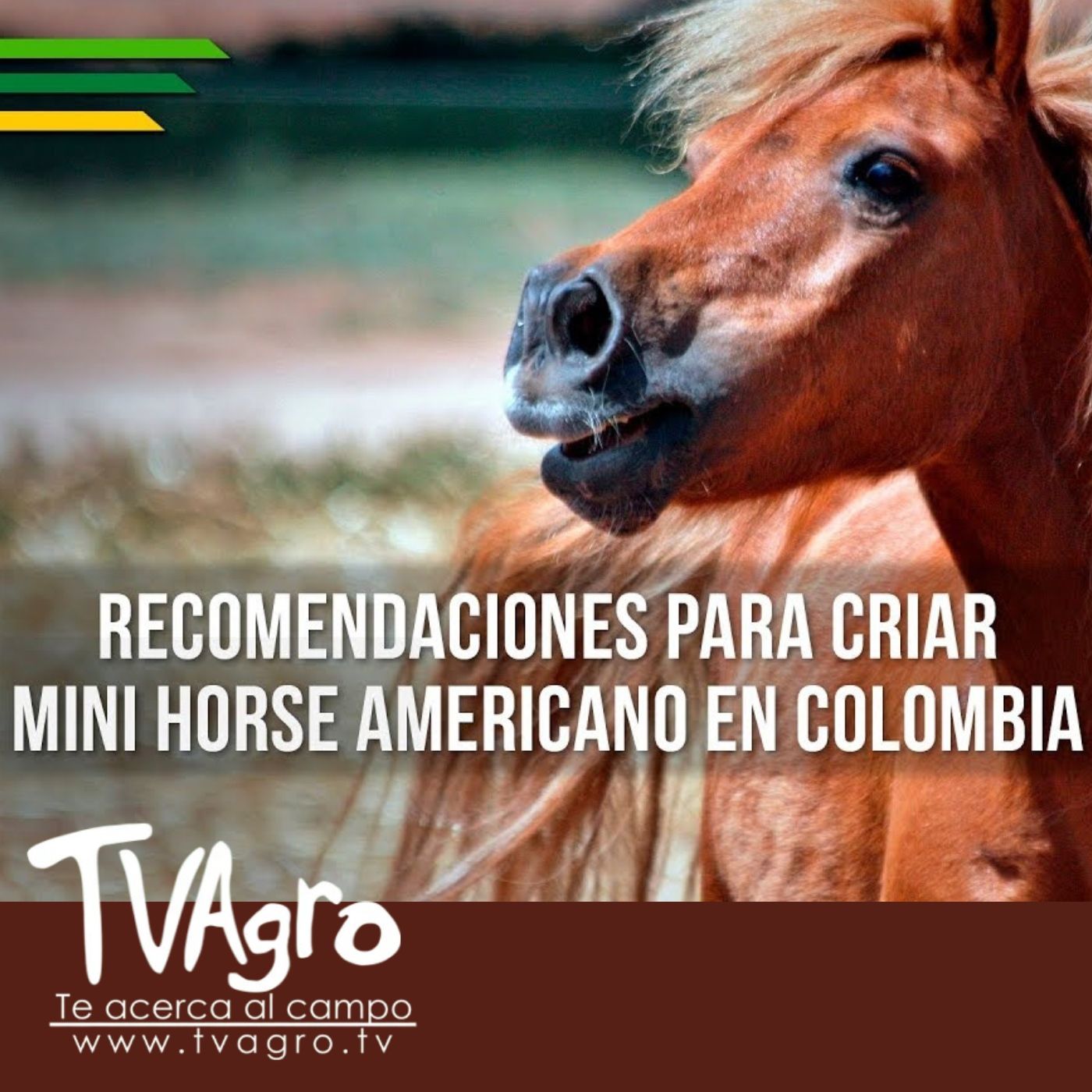 TV AGRO