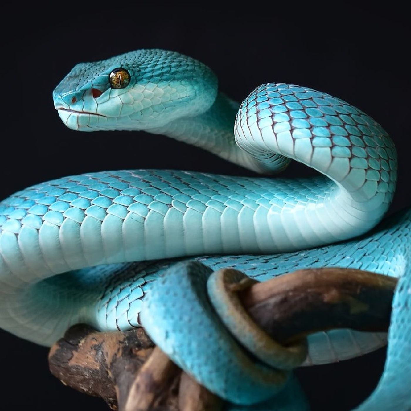 Snake episode artwork