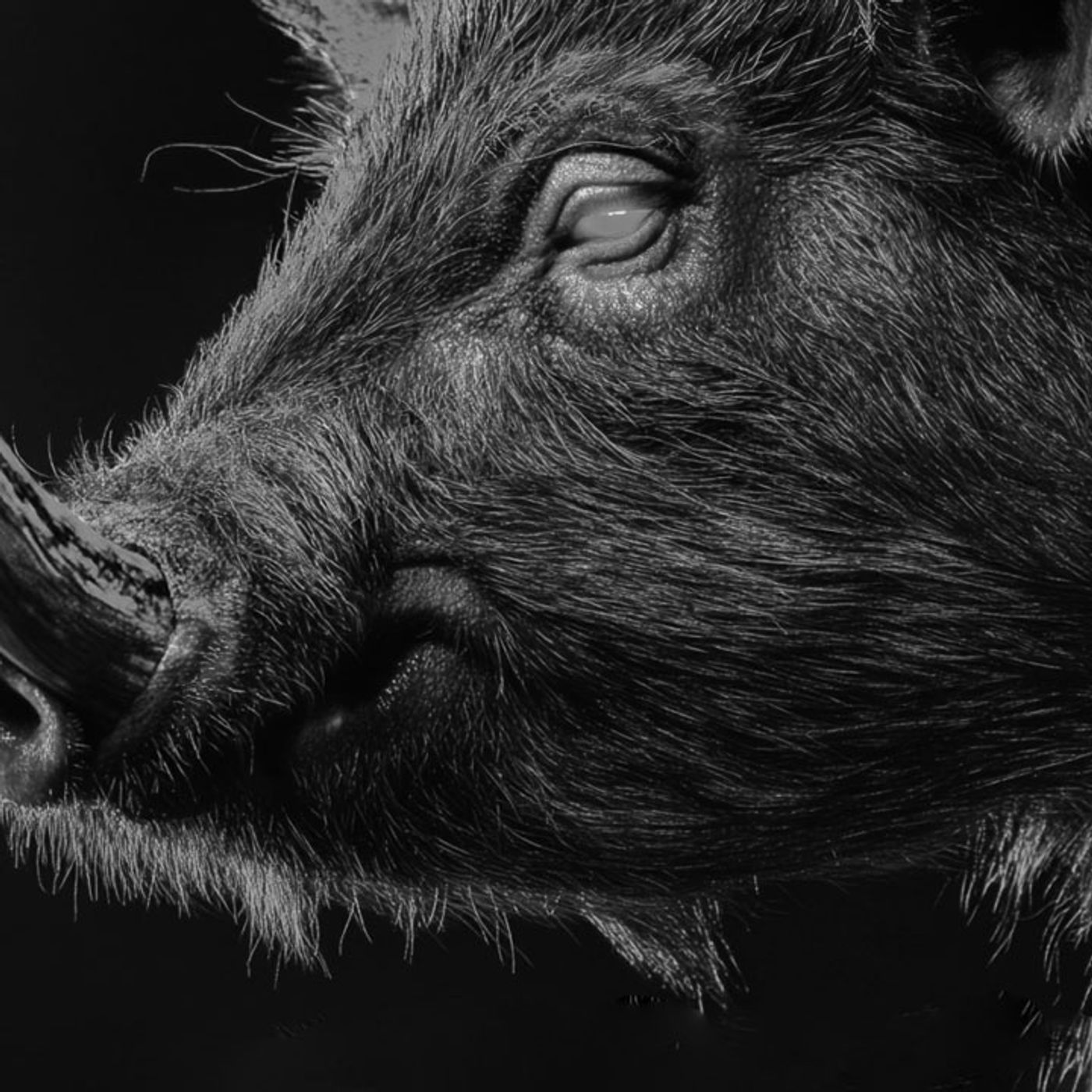 Desaparecidos Por Un Cerdo Demoniaco Historias De Terror - REDE