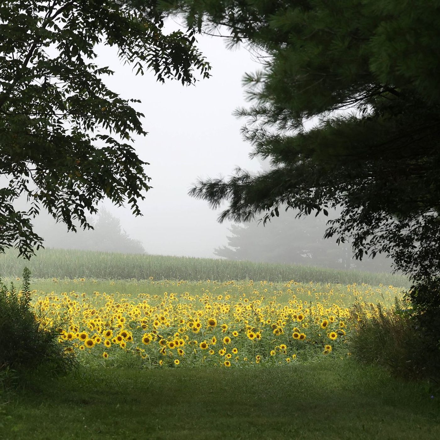 What’s a microforest? Learn more at upcoming DeKalb workshop episode artwork