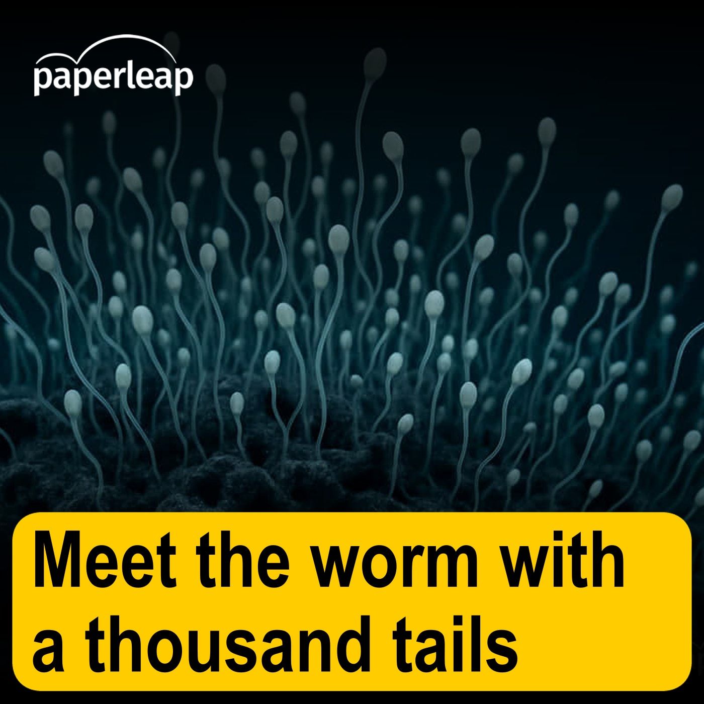 Meet the worm with a thousand tails