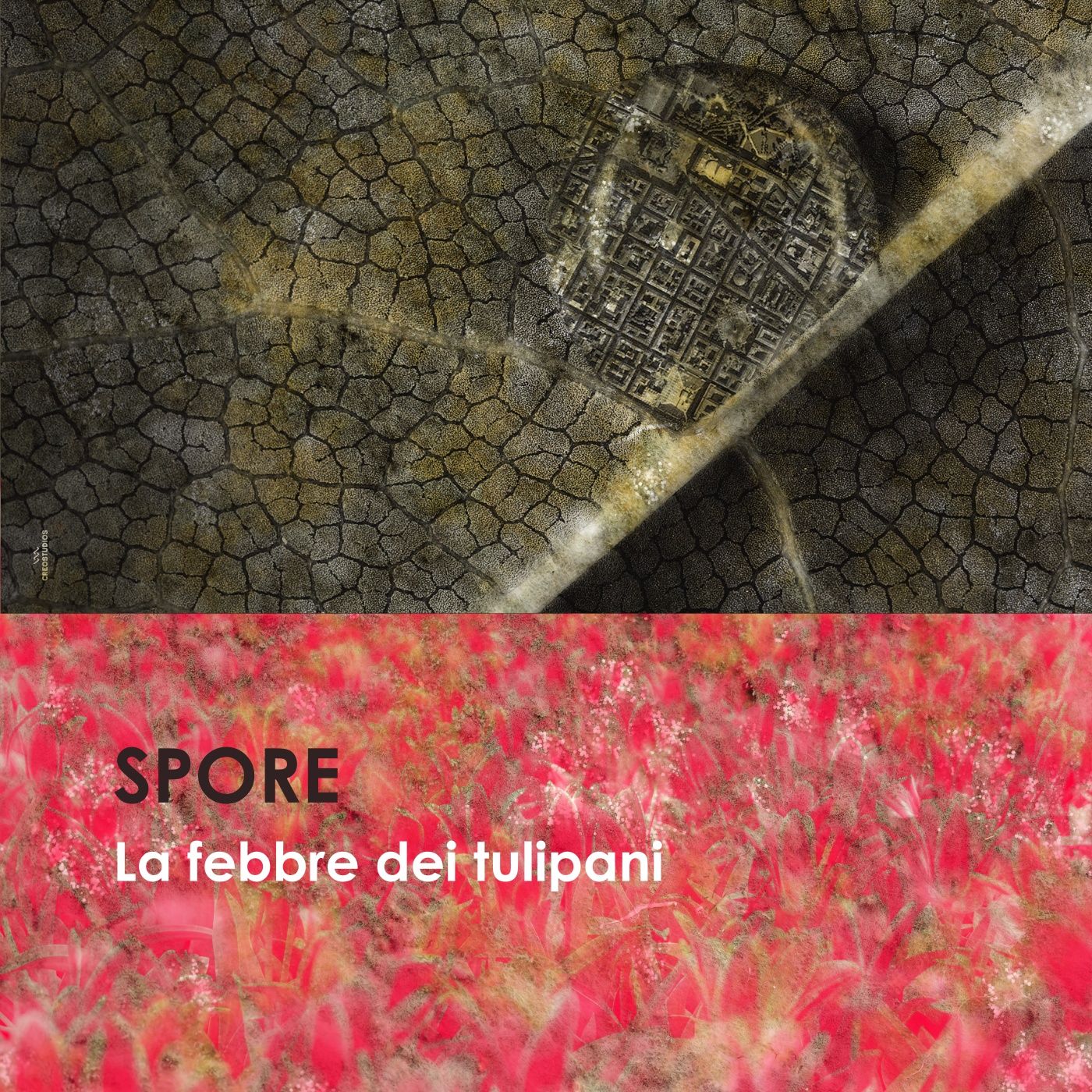 La febbre dei tulipani episode artwork