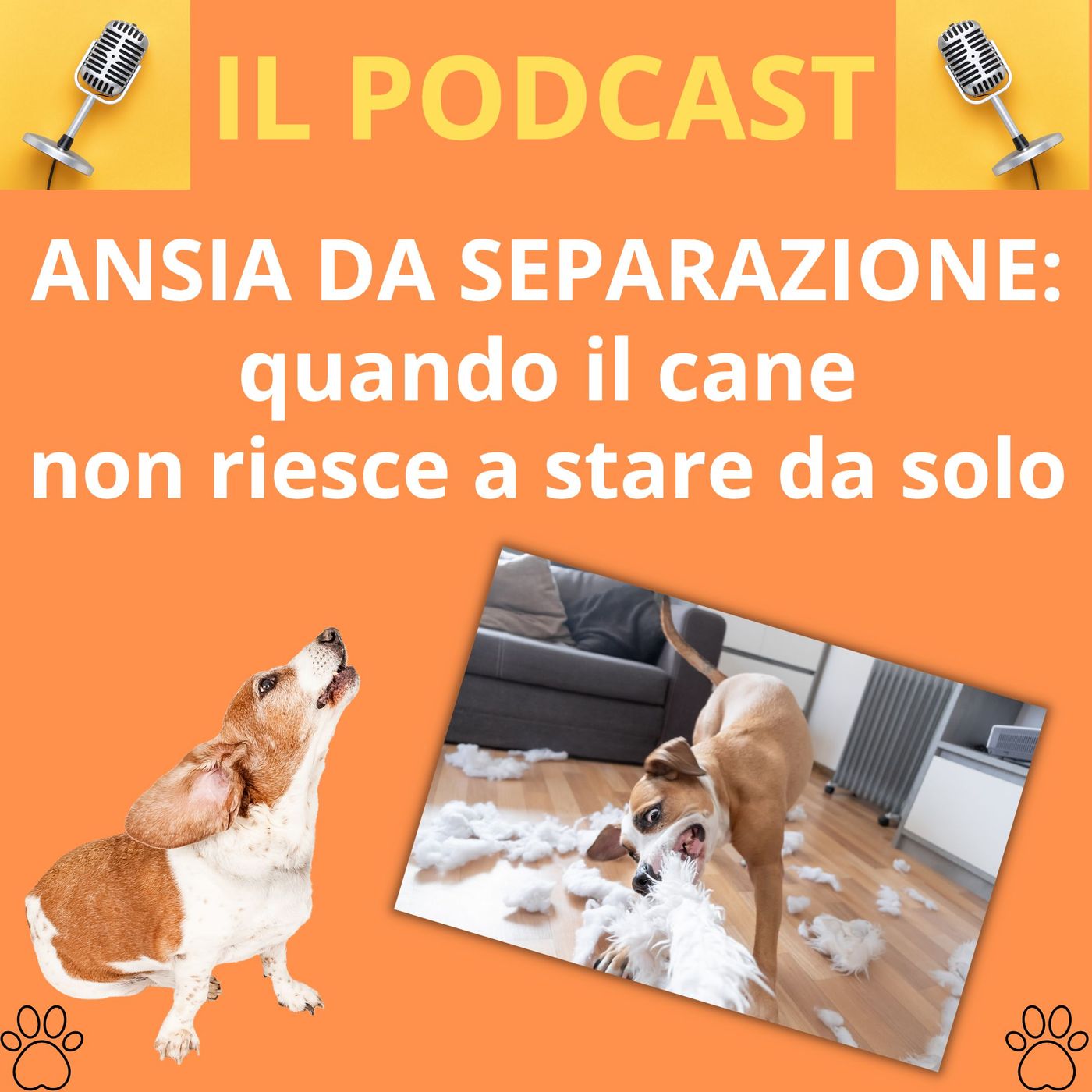 Cane&gatto: le domande più frequenti