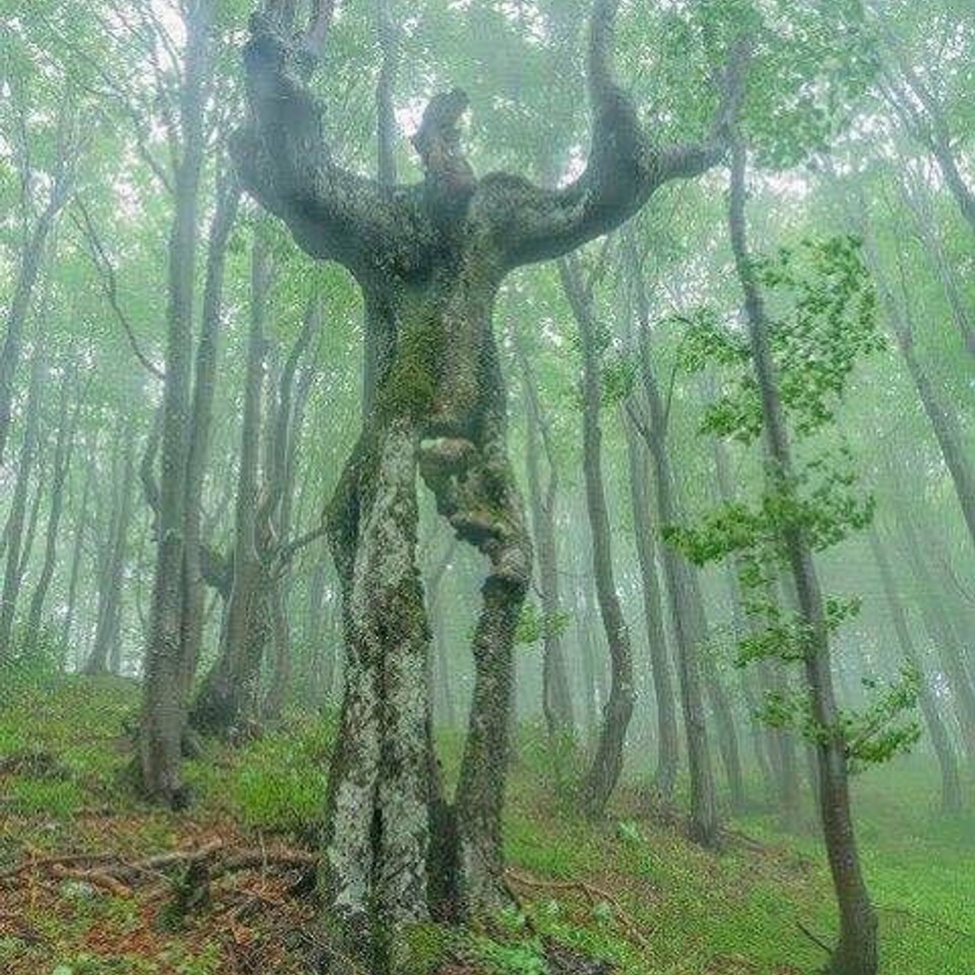 Meditazioni Focalizzate [creazione]