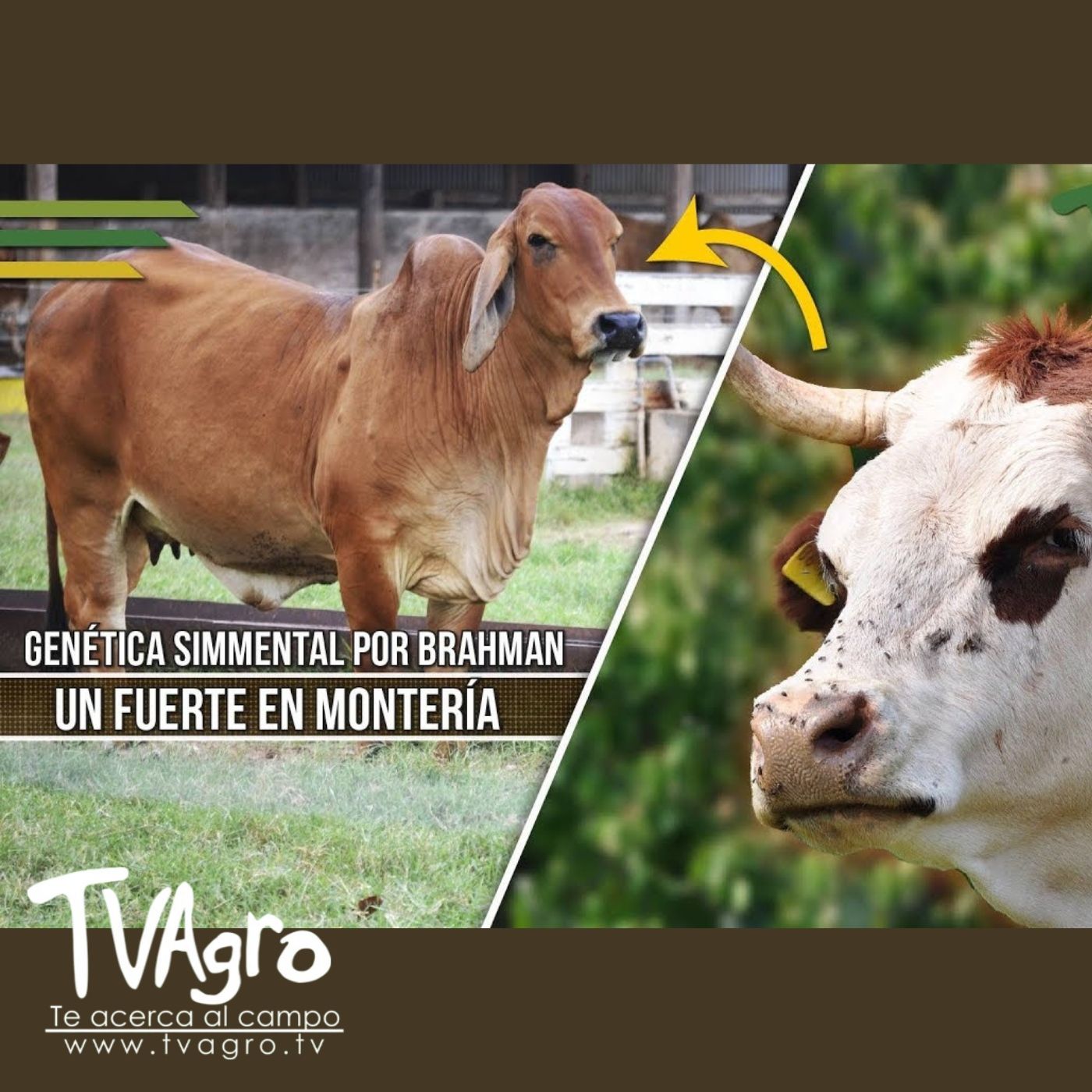 TV AGRO
