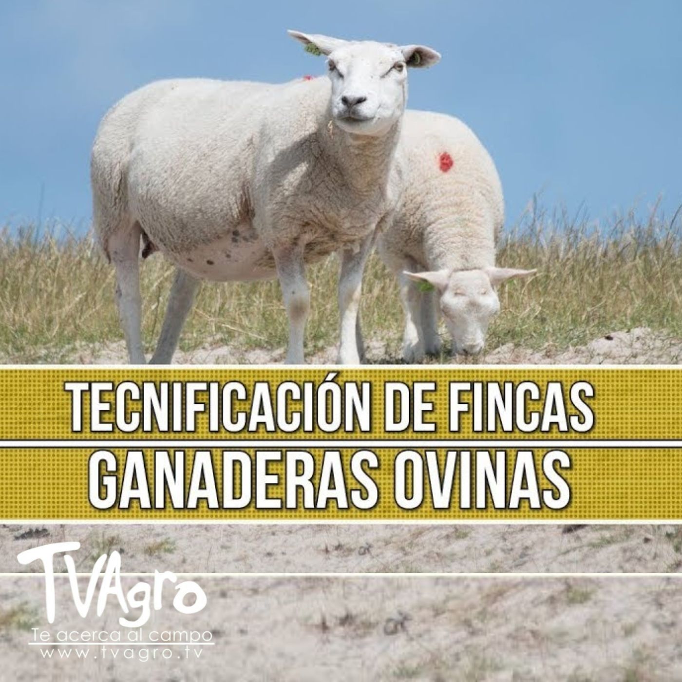 TV AGRO