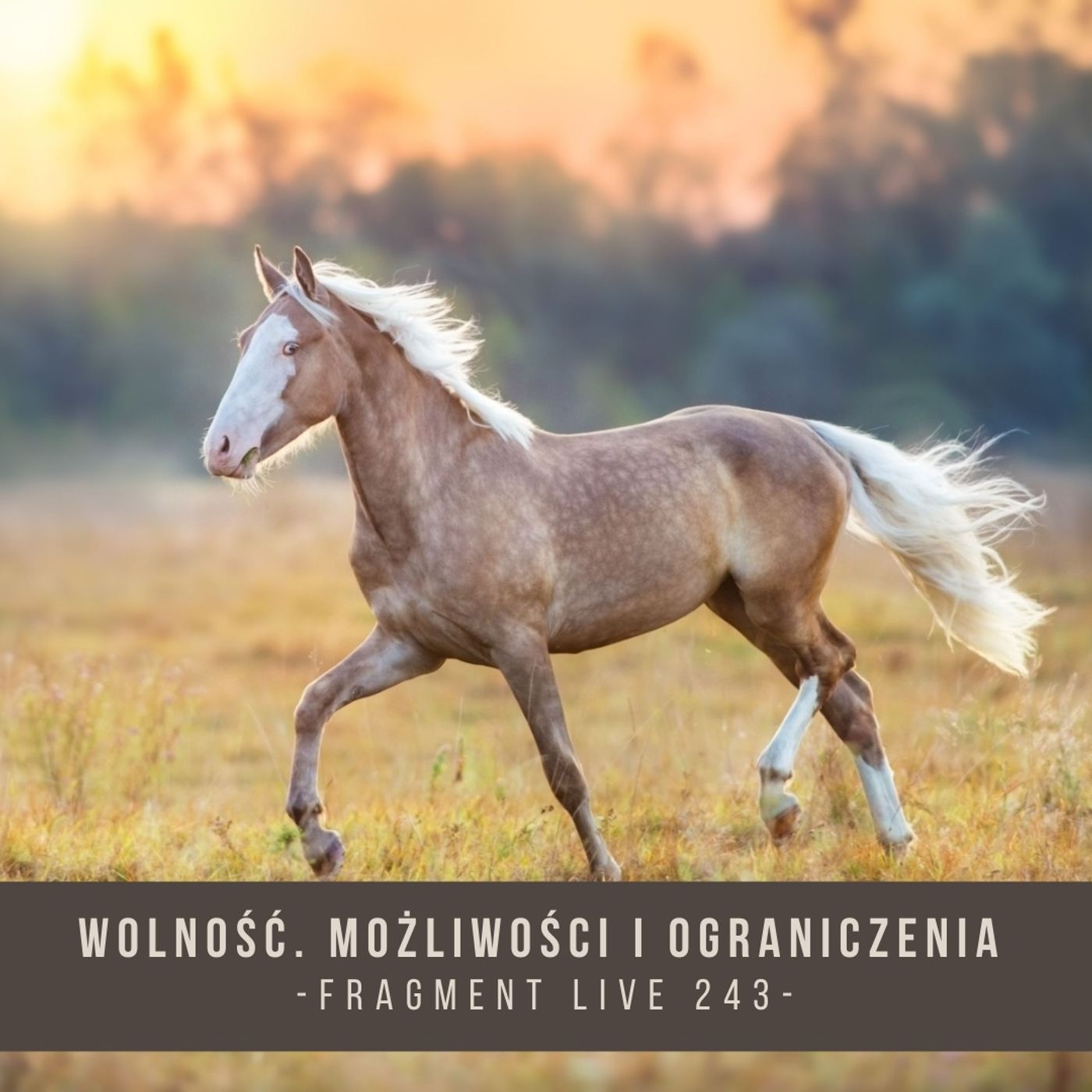 Wolność. Możliwości i ograniczenia - fragment live 243