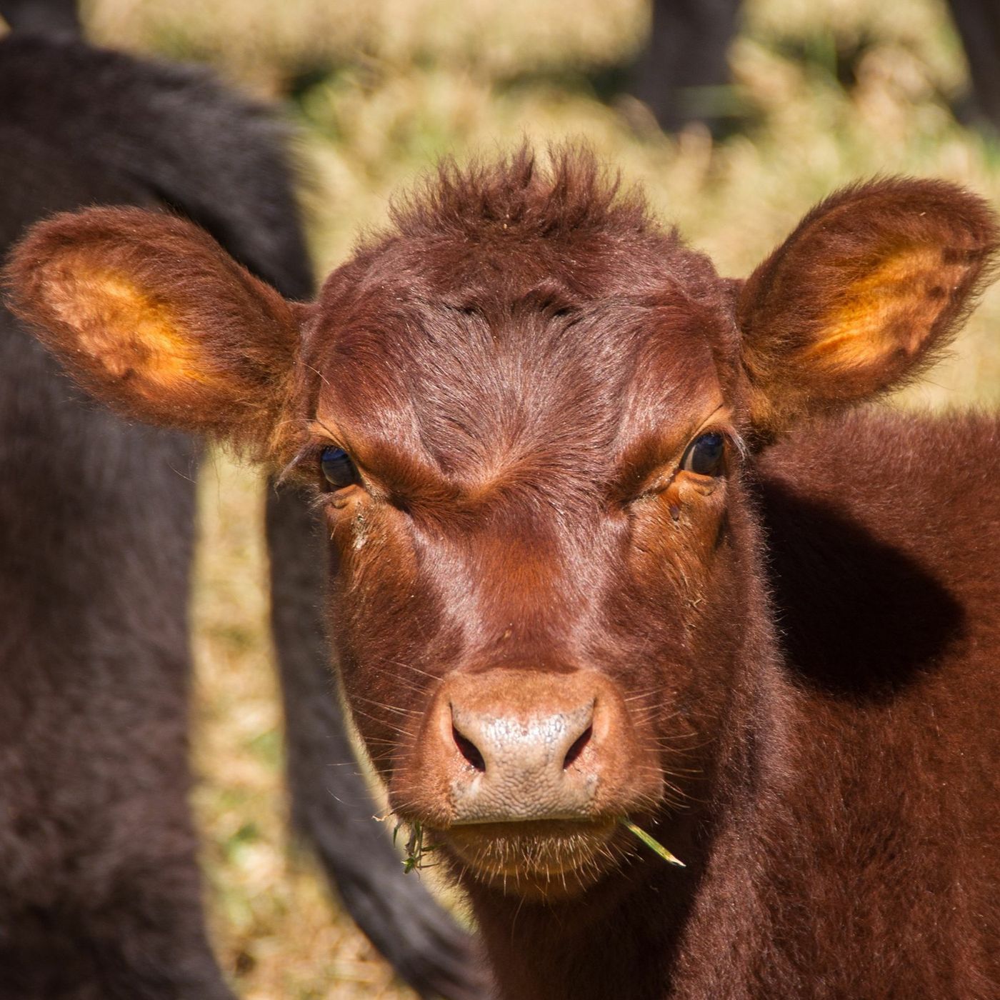 A good calving season starts with a good plan episode artwork