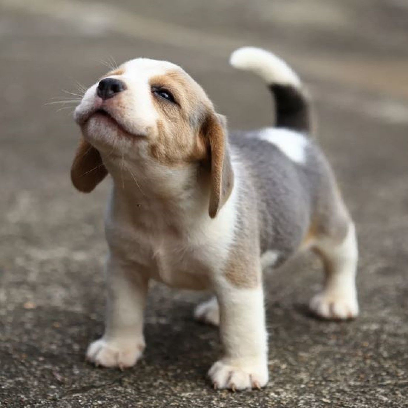 What Time Of The Year Should I Get A Puppy?