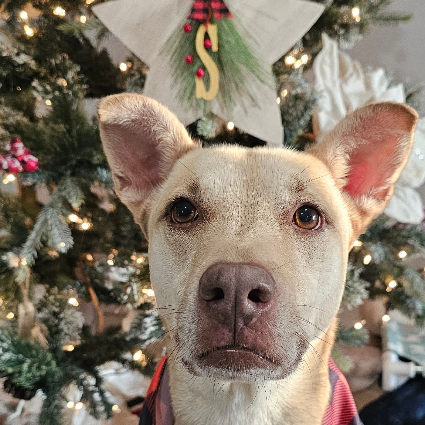 The Dog's Mind
