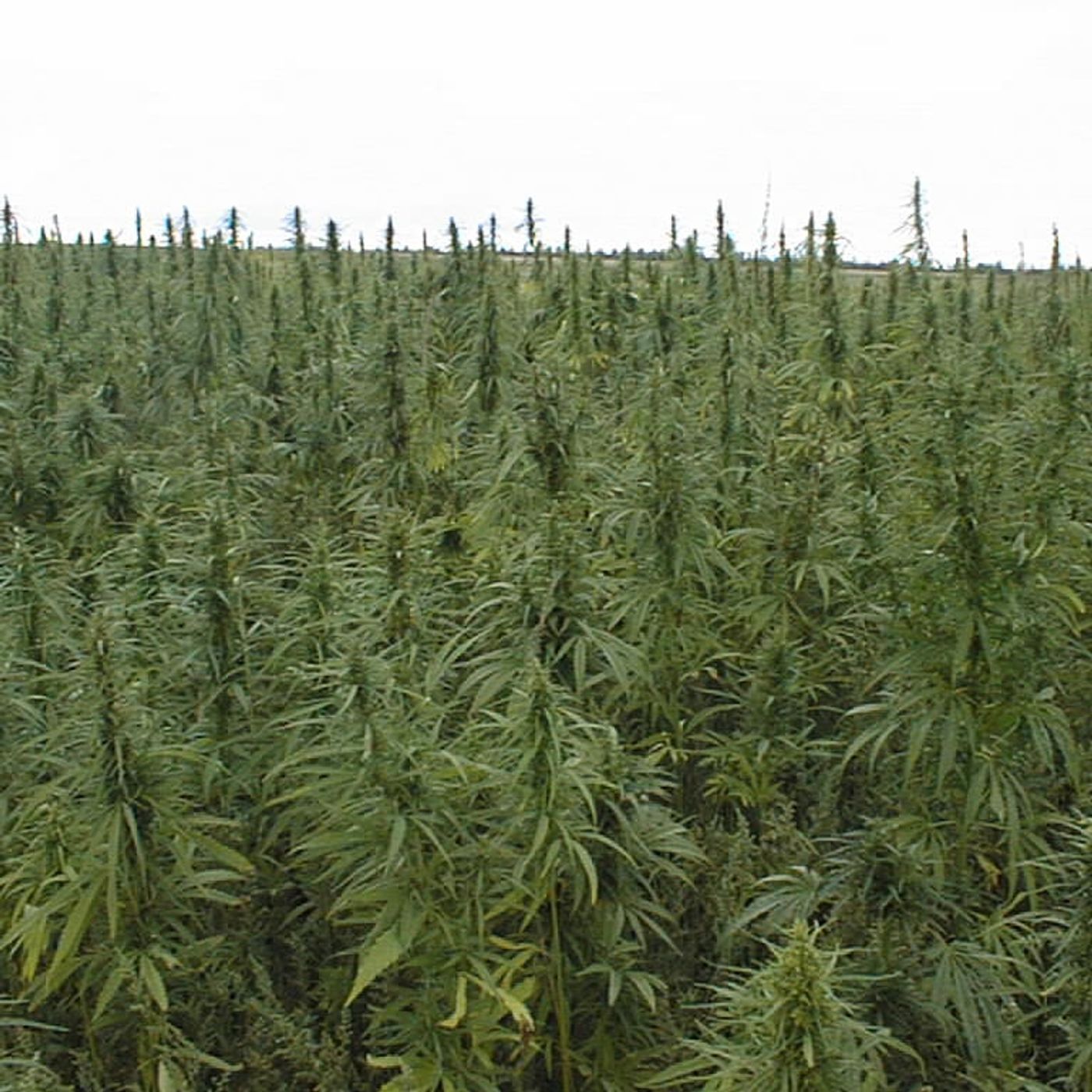 Time 4 Hemp