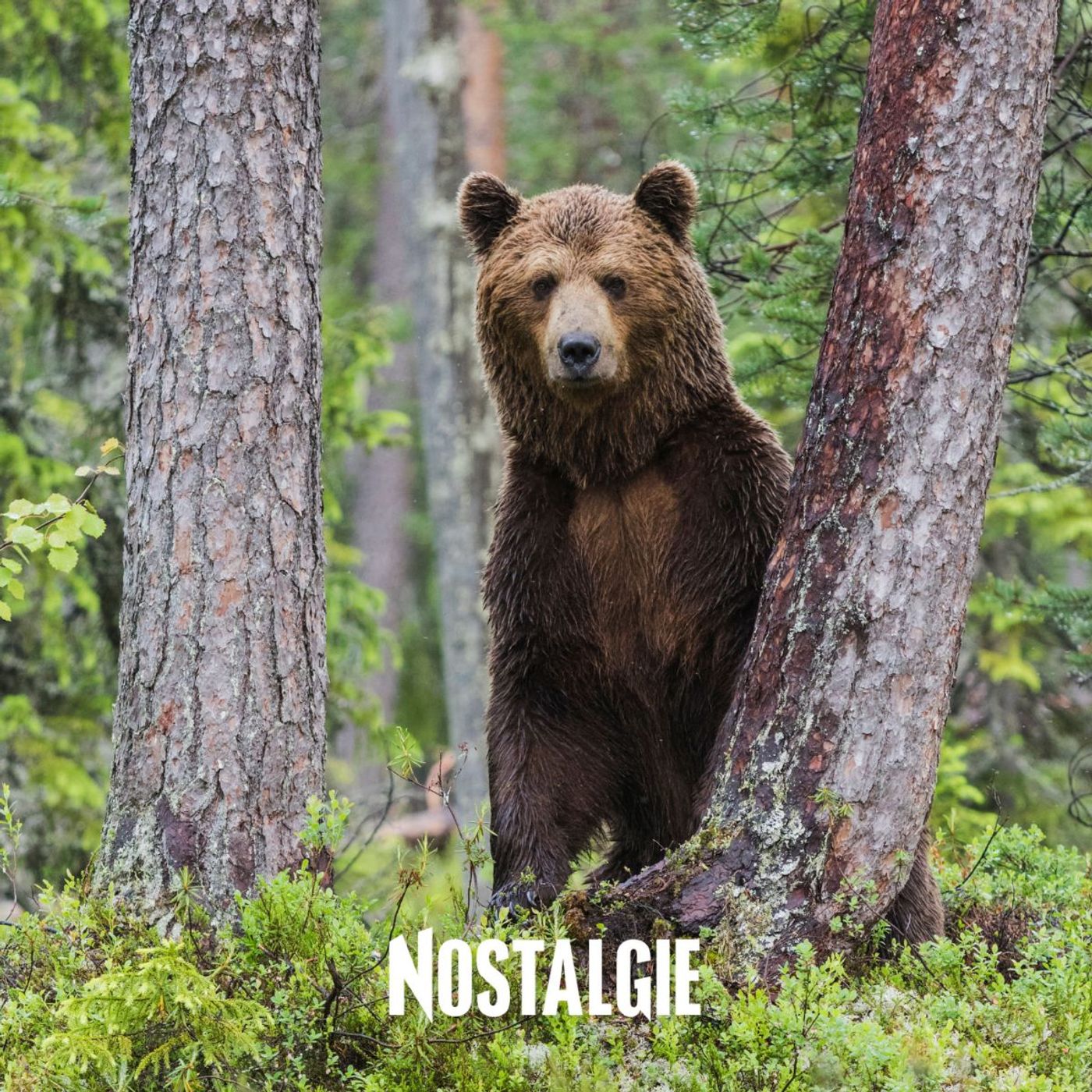 Un étrange ours au cœur d'une arnaque à ne pas manquer episode artwork