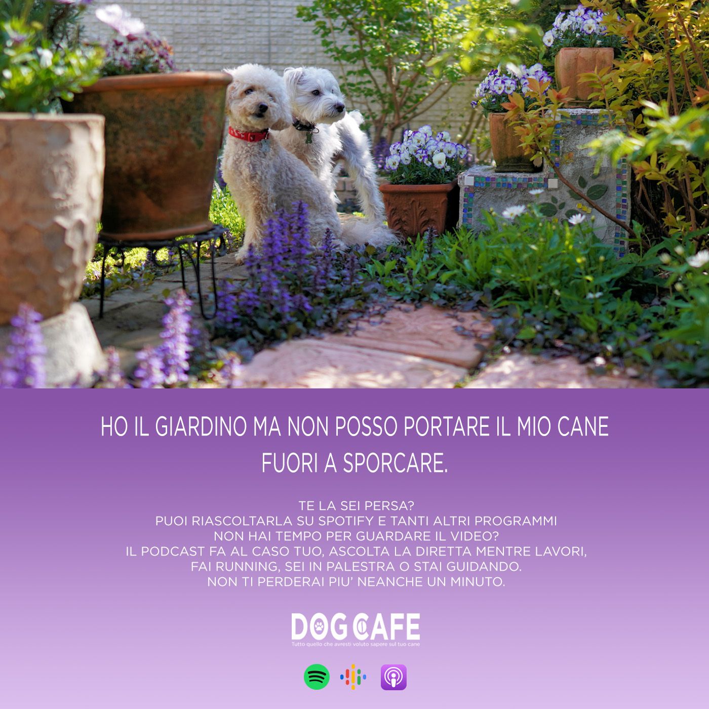 Dog Cafe Podcast